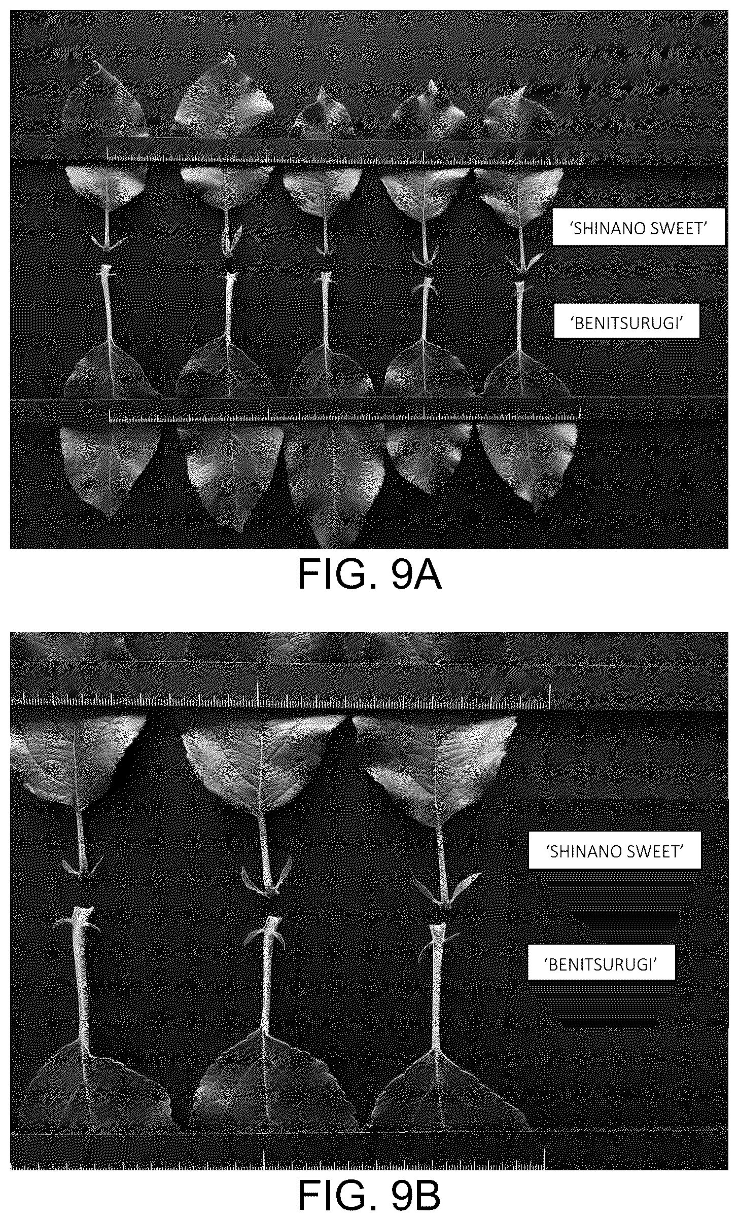 Patent USPP037032 Figure 6 – Apple tree named ‘BENITSURUGI’