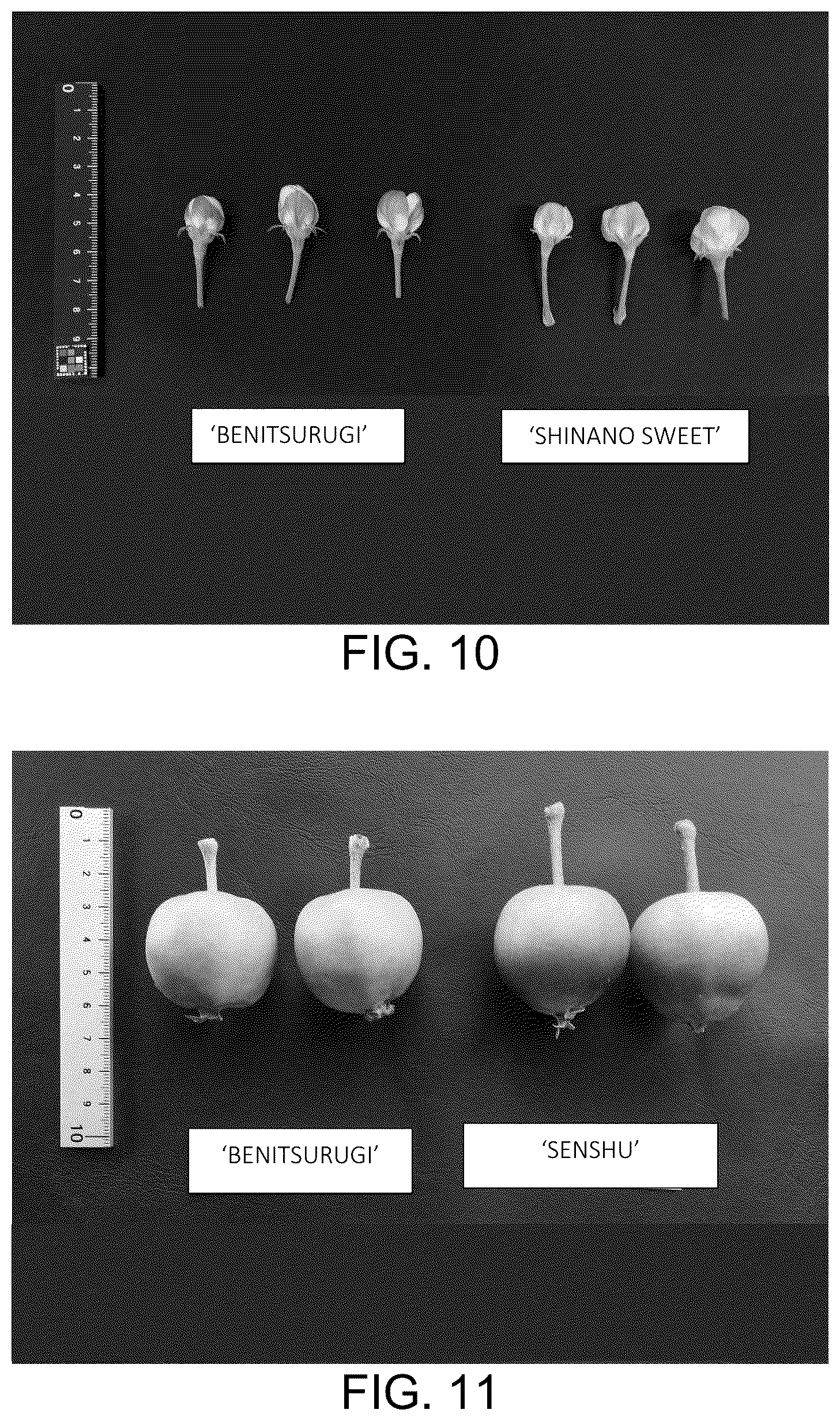 Patent USPP037032 Figure 7 – Apple tree named ‘BENITSURUGI’