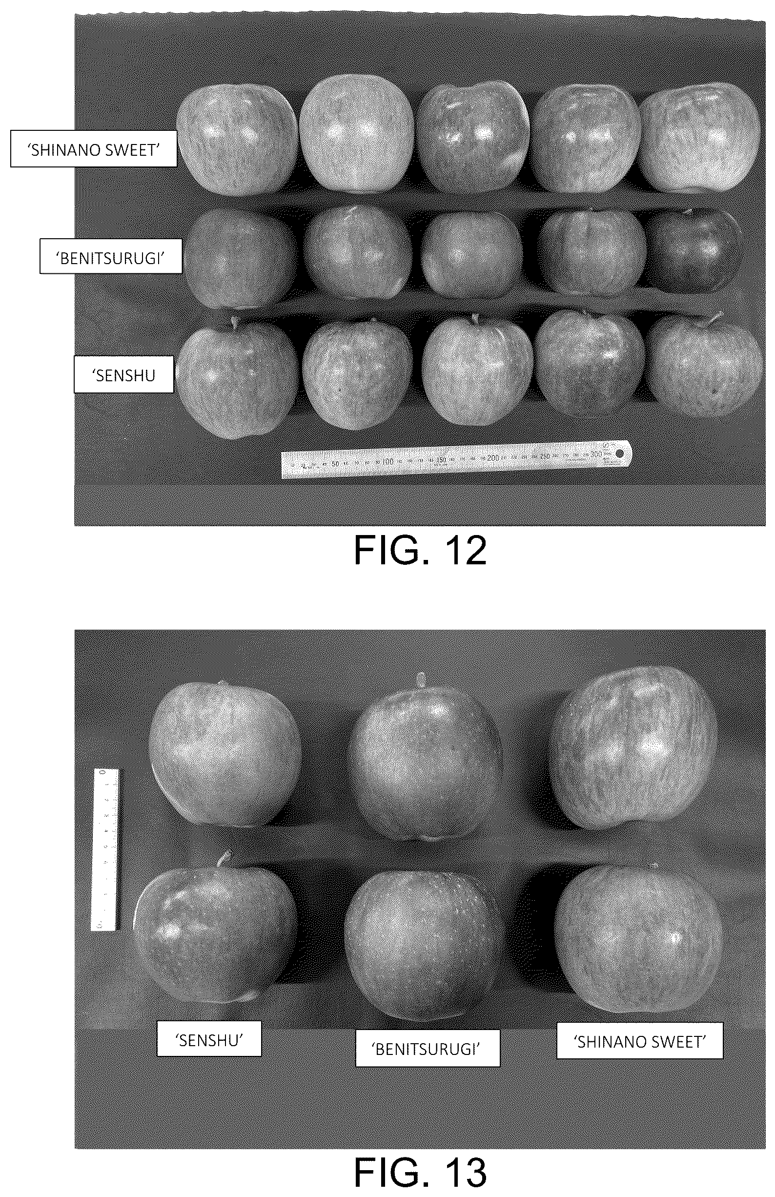 Patent USPP037032 Figure 8 – Apple tree named ‘BENITSURUGI’