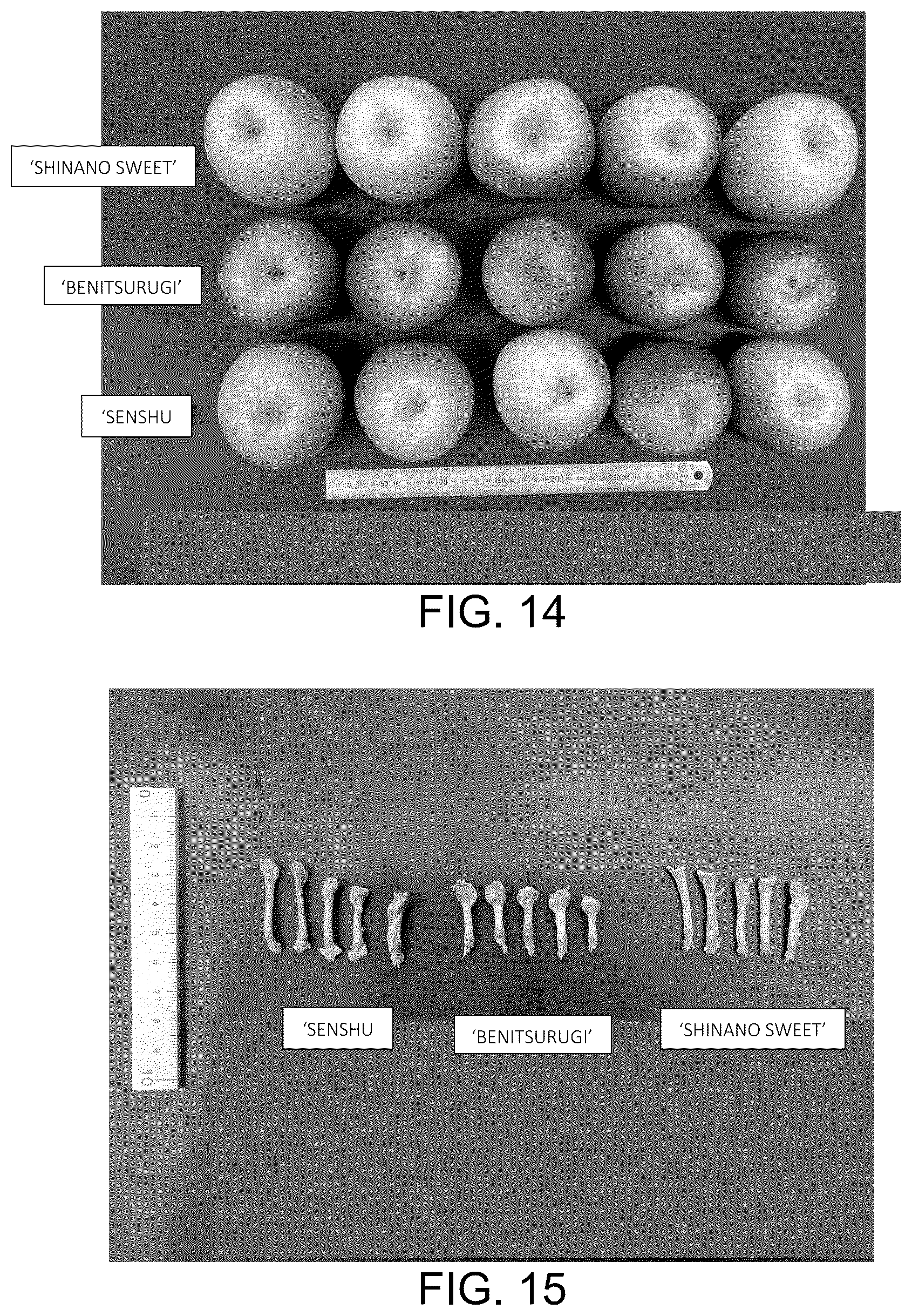 Patent USPP037032 Figure 9 – Apple tree named ‘BENITSURUGI’