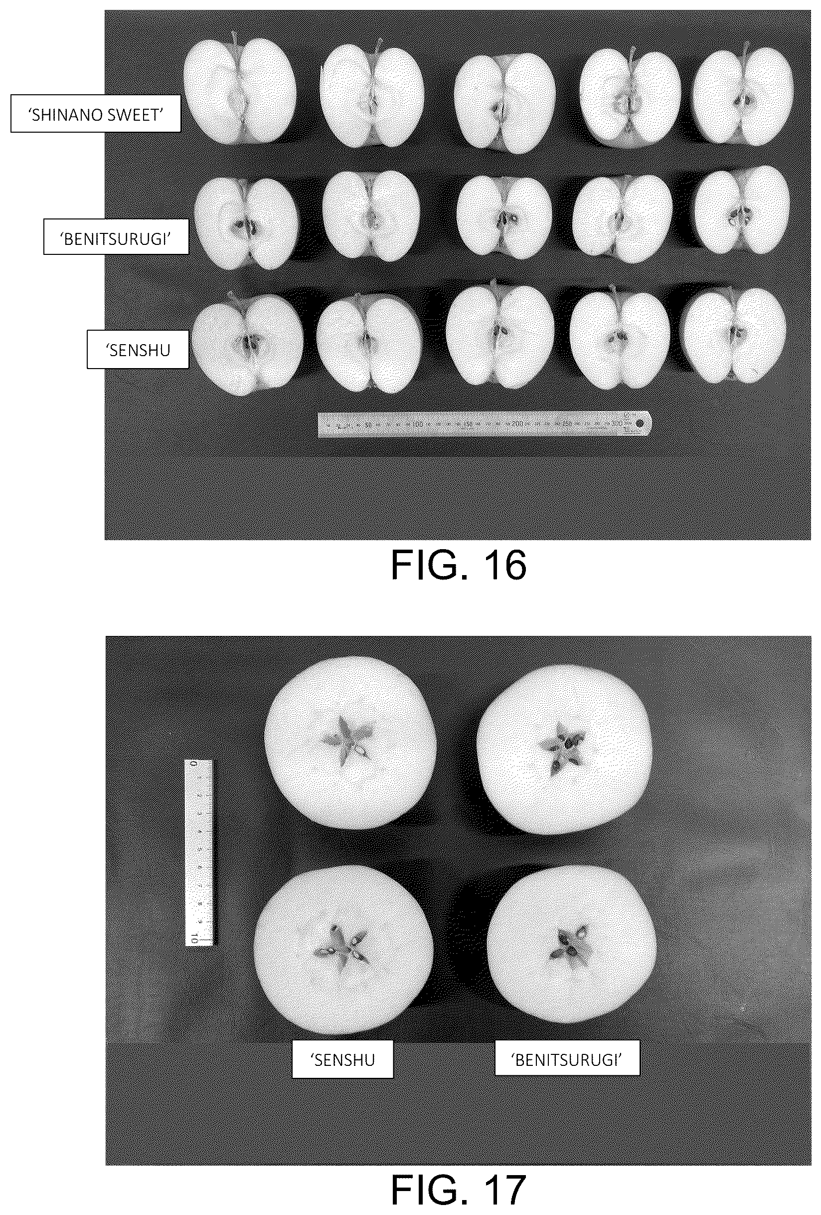 Patent USPP037032 Figure 10 – Apple tree named ‘BENITSURUGI’