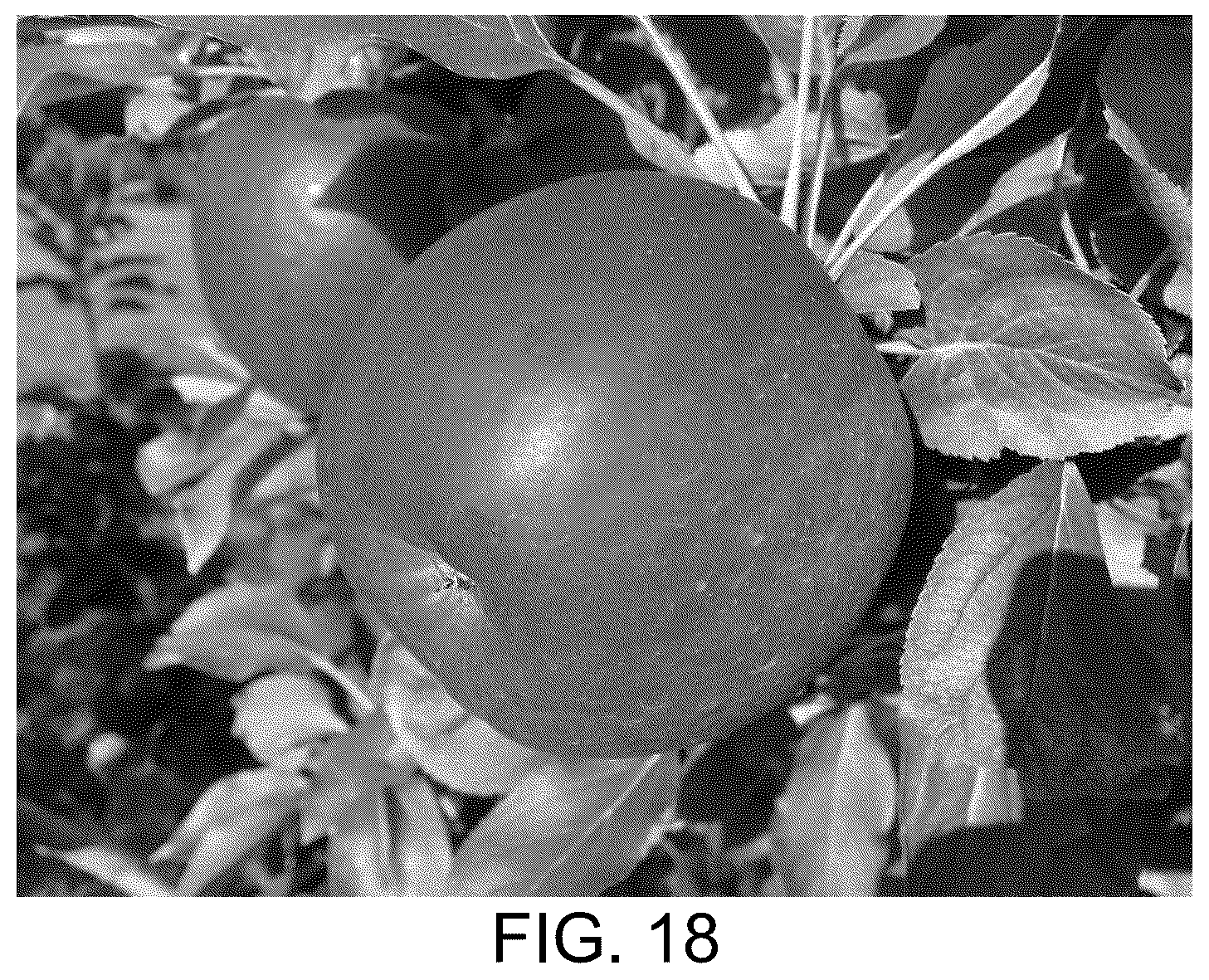 Patent USPP037032 Figure 11 – Apple tree named ‘BENITSURUGI’
