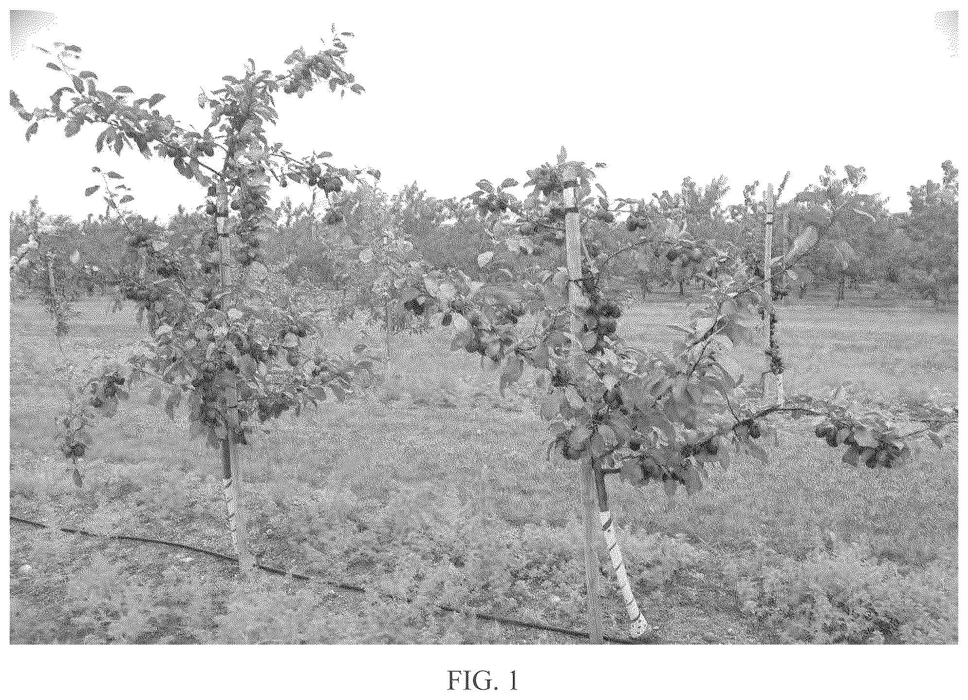 Patent USPP037033 Figure 1 – Crab apple tree named ‘B17Crab7’