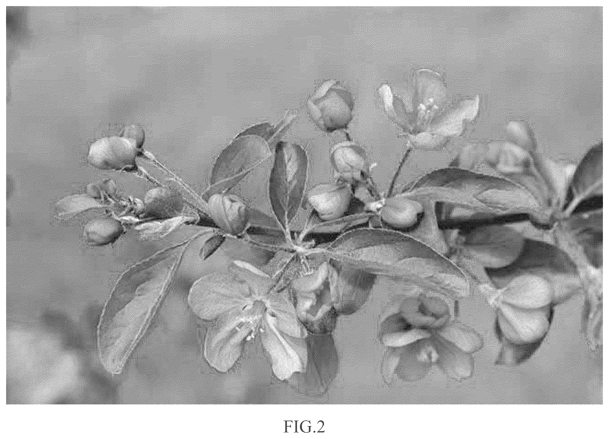 Patent USPP037033 Figure 2 – Crab apple tree named ‘B17Crab7’