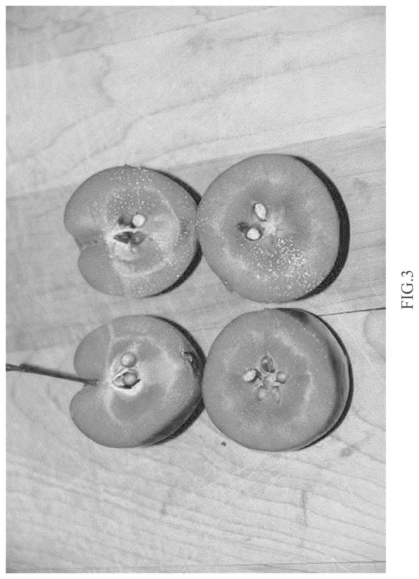 Patent USPP037033 Figure 3 – Crab apple tree named ‘B17Crab7’