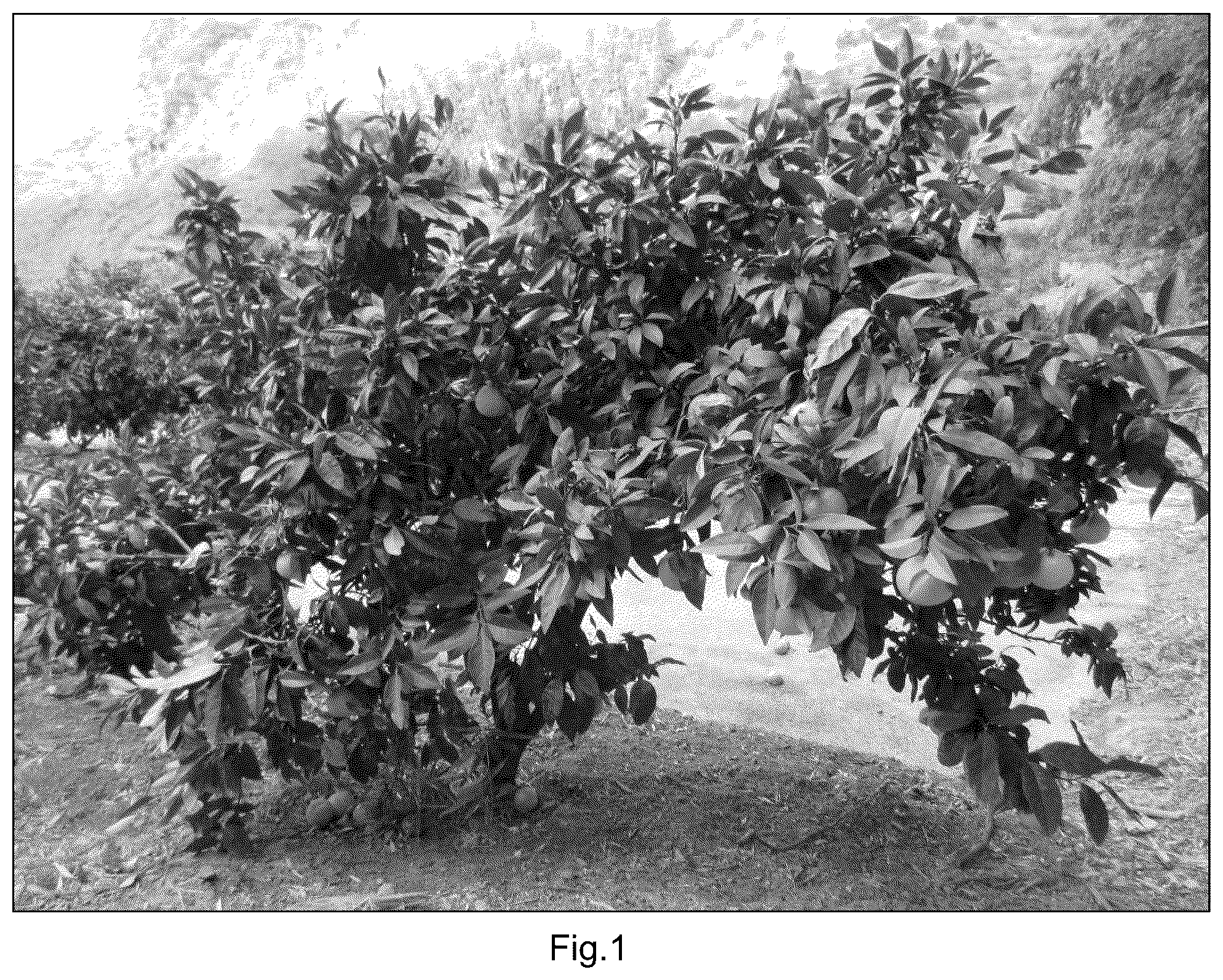 Patent USPP037034 Figure 1 – Mandarin plant named ‘Mikanken10’