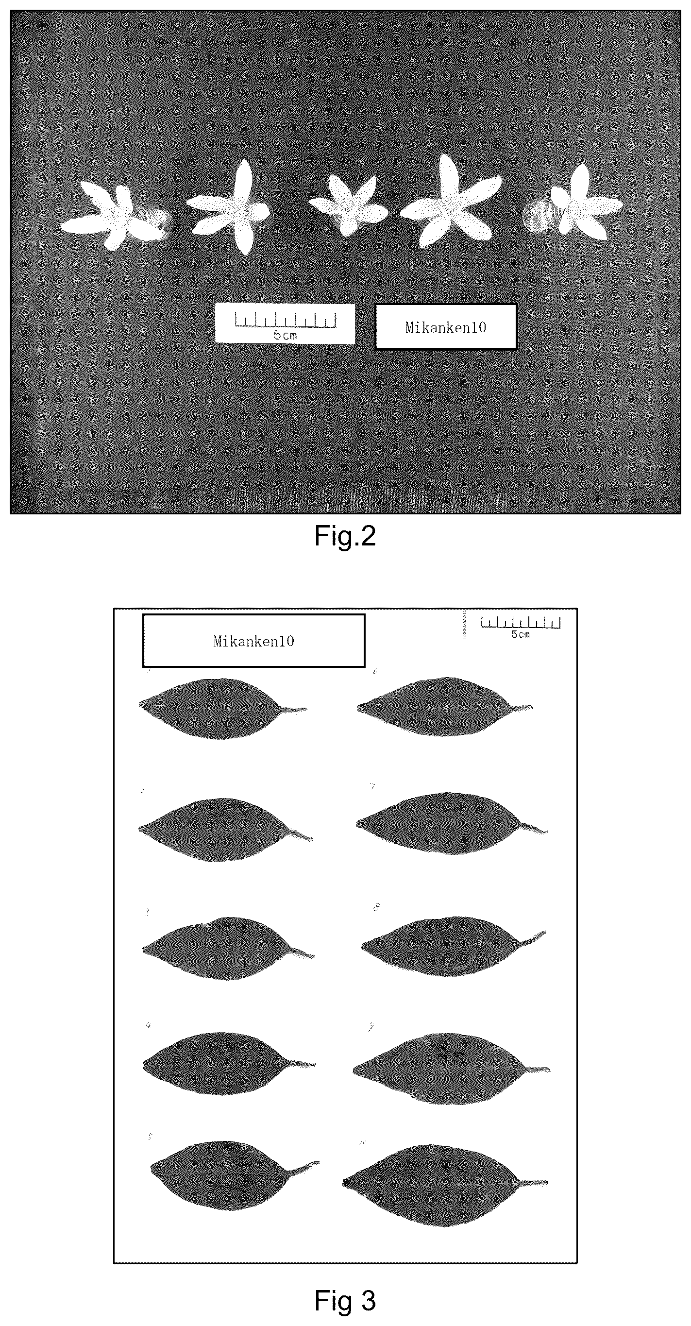 Patent USPP037034 Figure 2 – Mandarin plant named ‘Mikanken10’