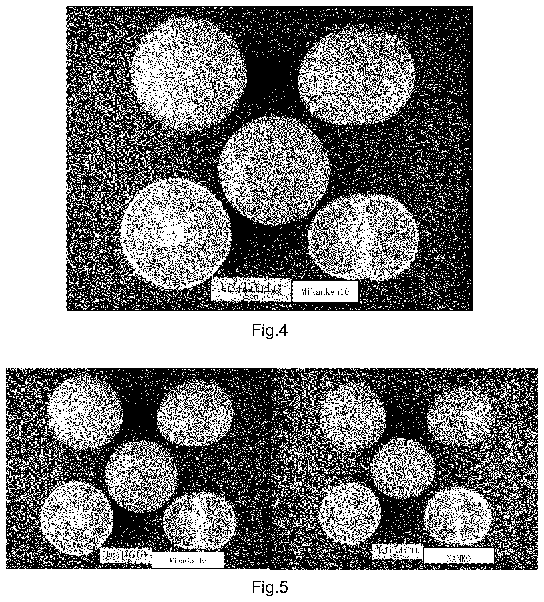 Patent USPP037034 Figure 3 – Mandarin plant named ‘Mikanken10’