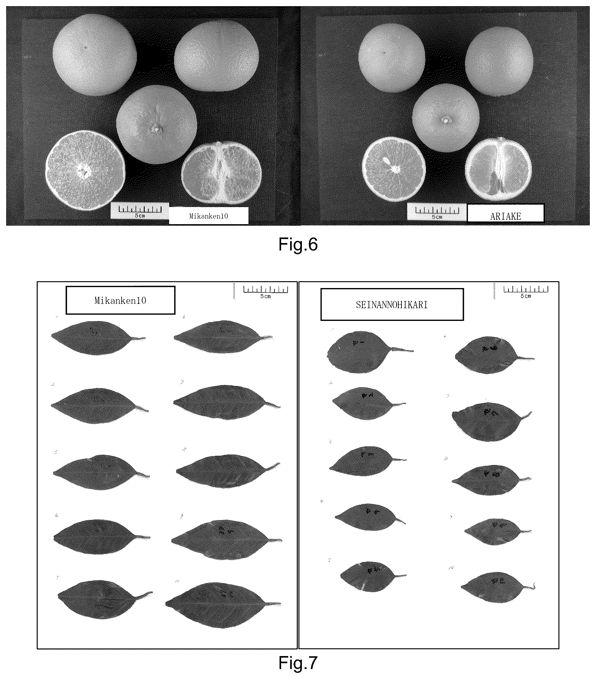 Patent USPP037034 Figure 4 – Mandarin plant named ‘Mikanken10’