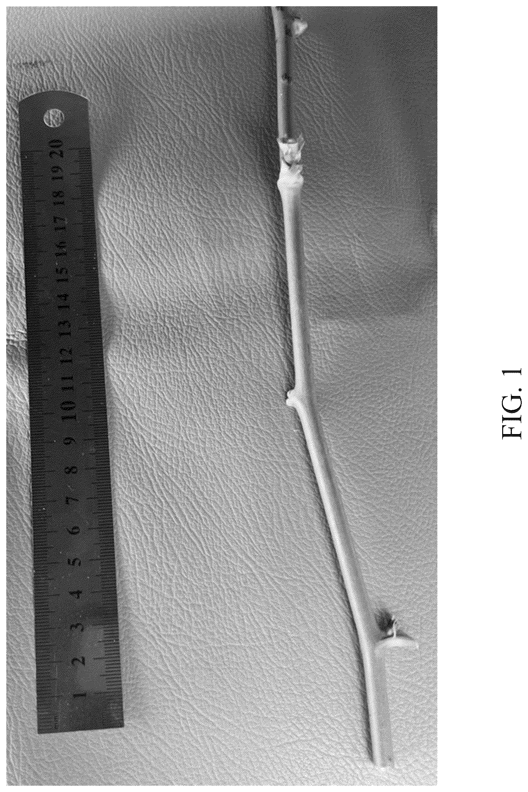 Patent USPP037035 Figure 1 – Blackberry plant named ‘DrisBlackThirtySix’