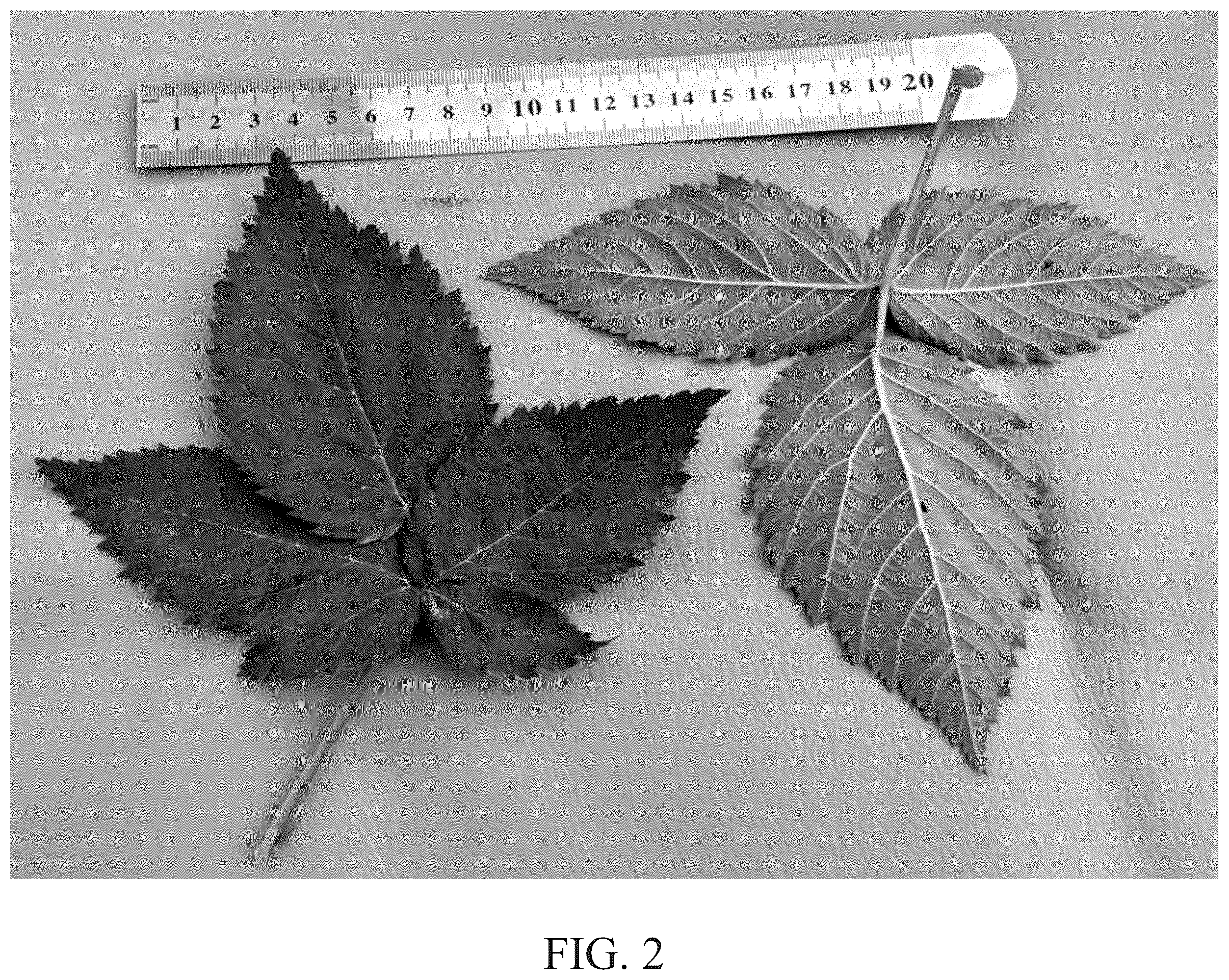 Patent USPP037035 Figure 2 – Blackberry plant named ‘DrisBlackThirtySix’