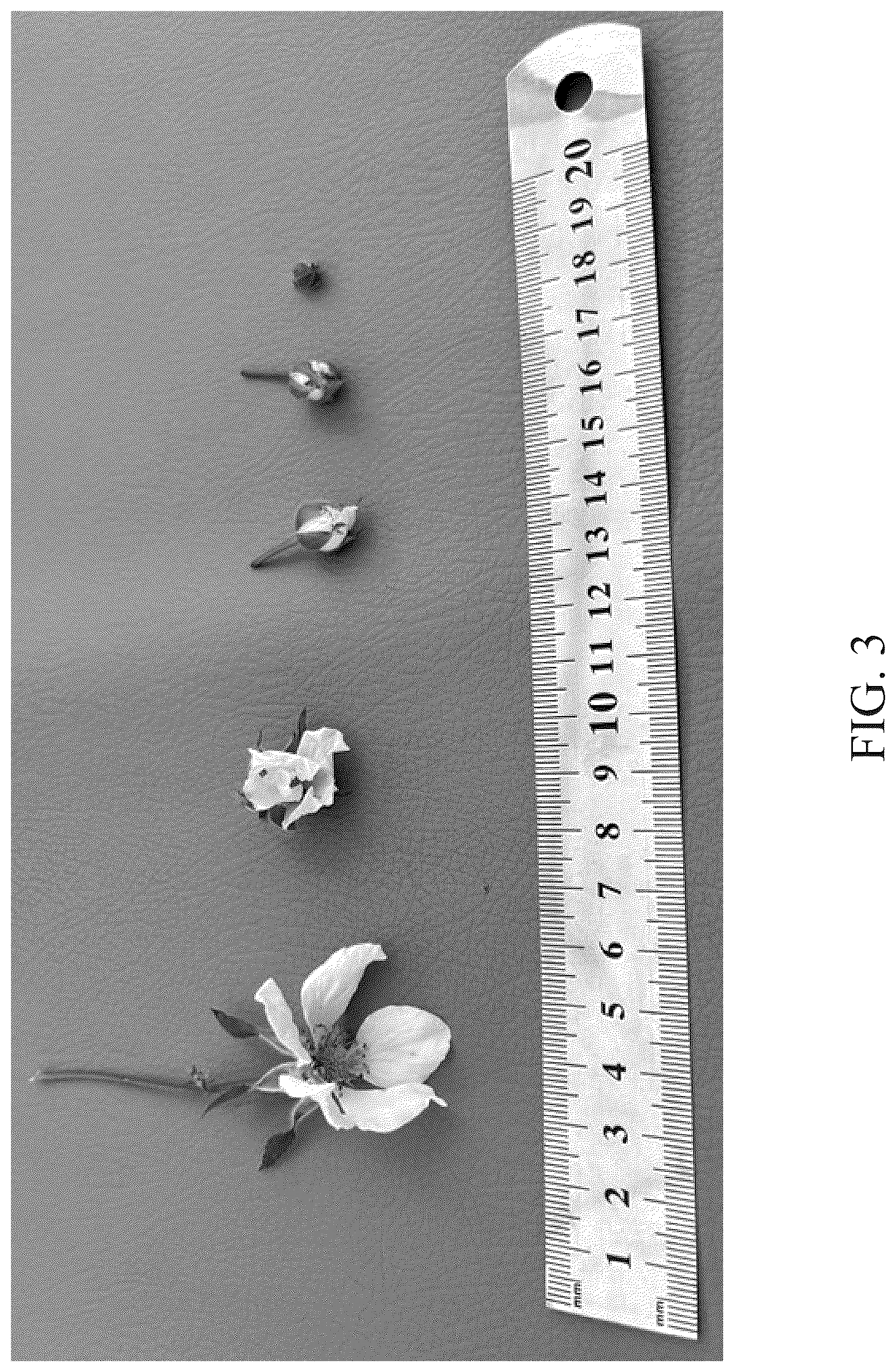 Patent USPP037035 Figure 3 – Blackberry plant named ‘DrisBlackThirtySix’