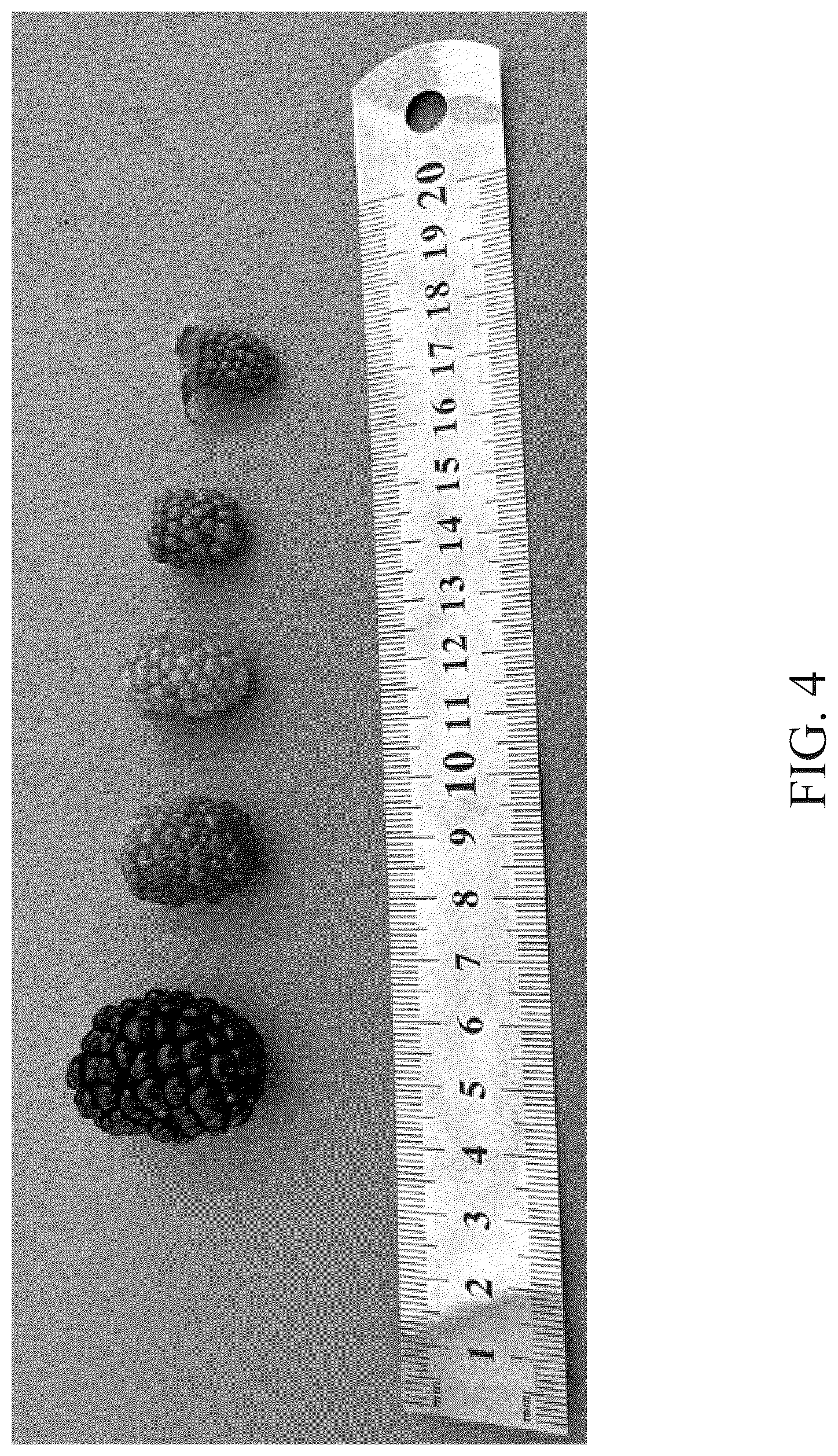 Patent USPP037035 Figure 4 – Blackberry plant named ‘DrisBlackThirtySix’