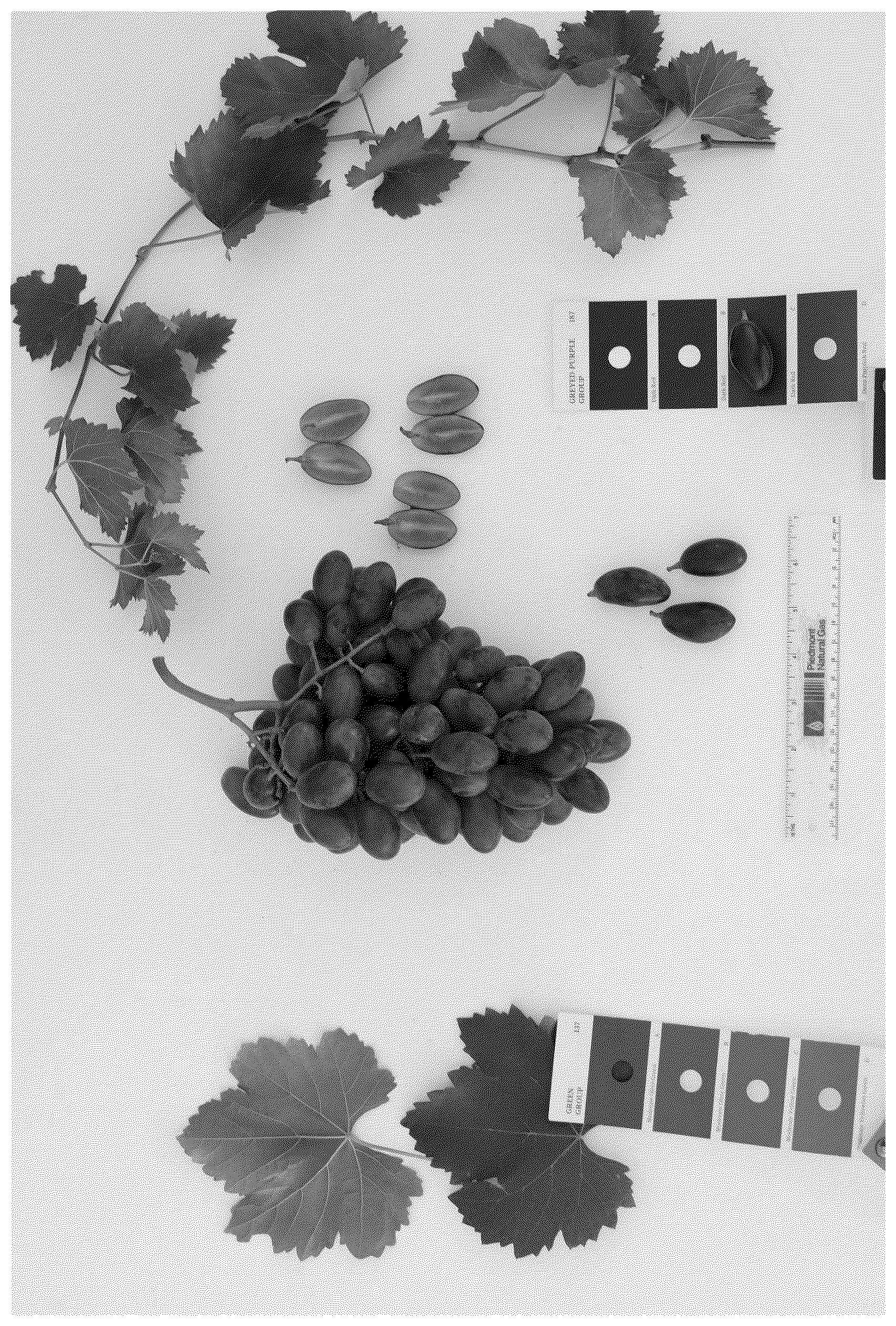 Patent USPP037036 Figure 1 – Grapevine plant named ‘BLOMG06’