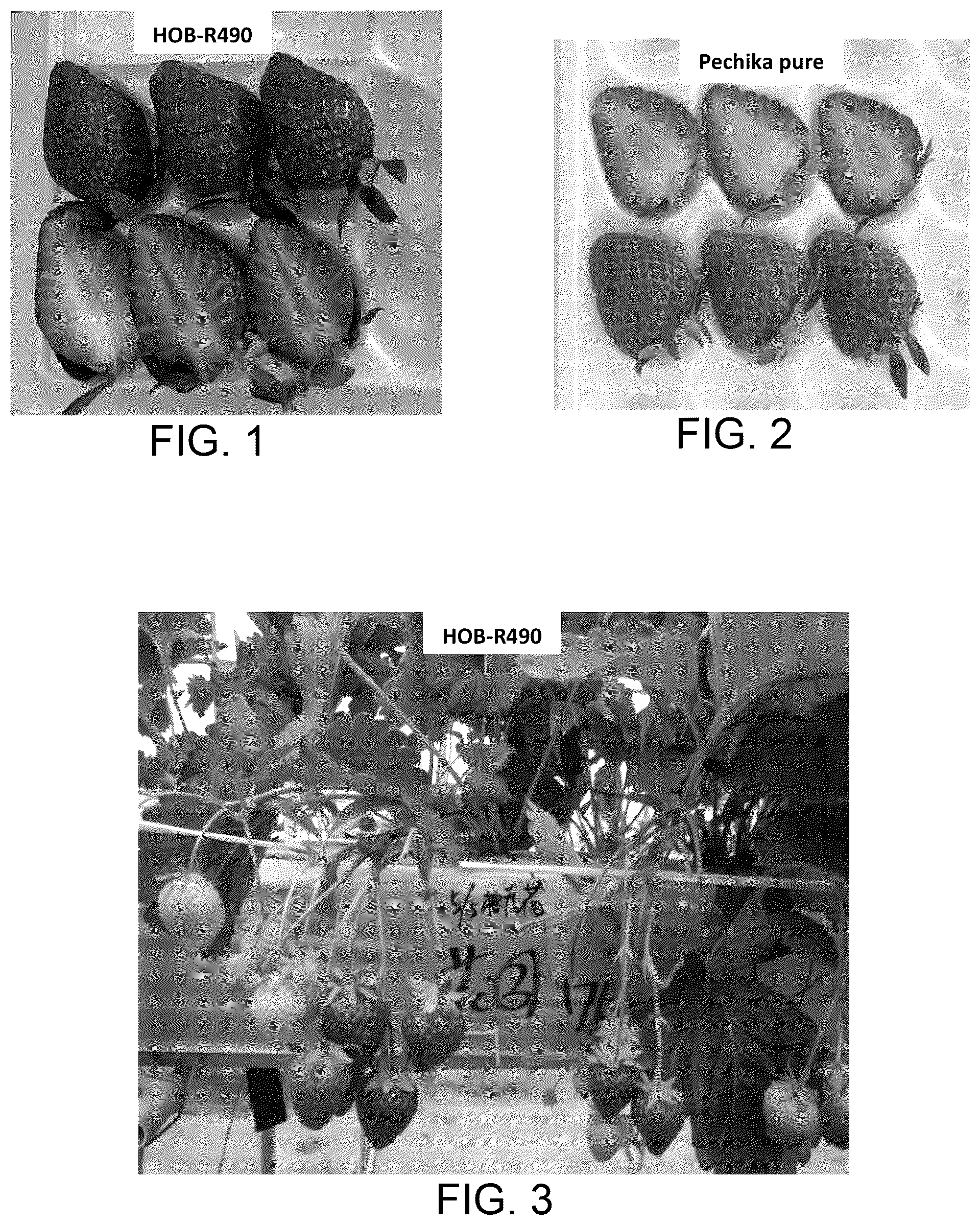 Patent USPP037037 Figure 1 – Strawberry plant named ‘HOB-R490’