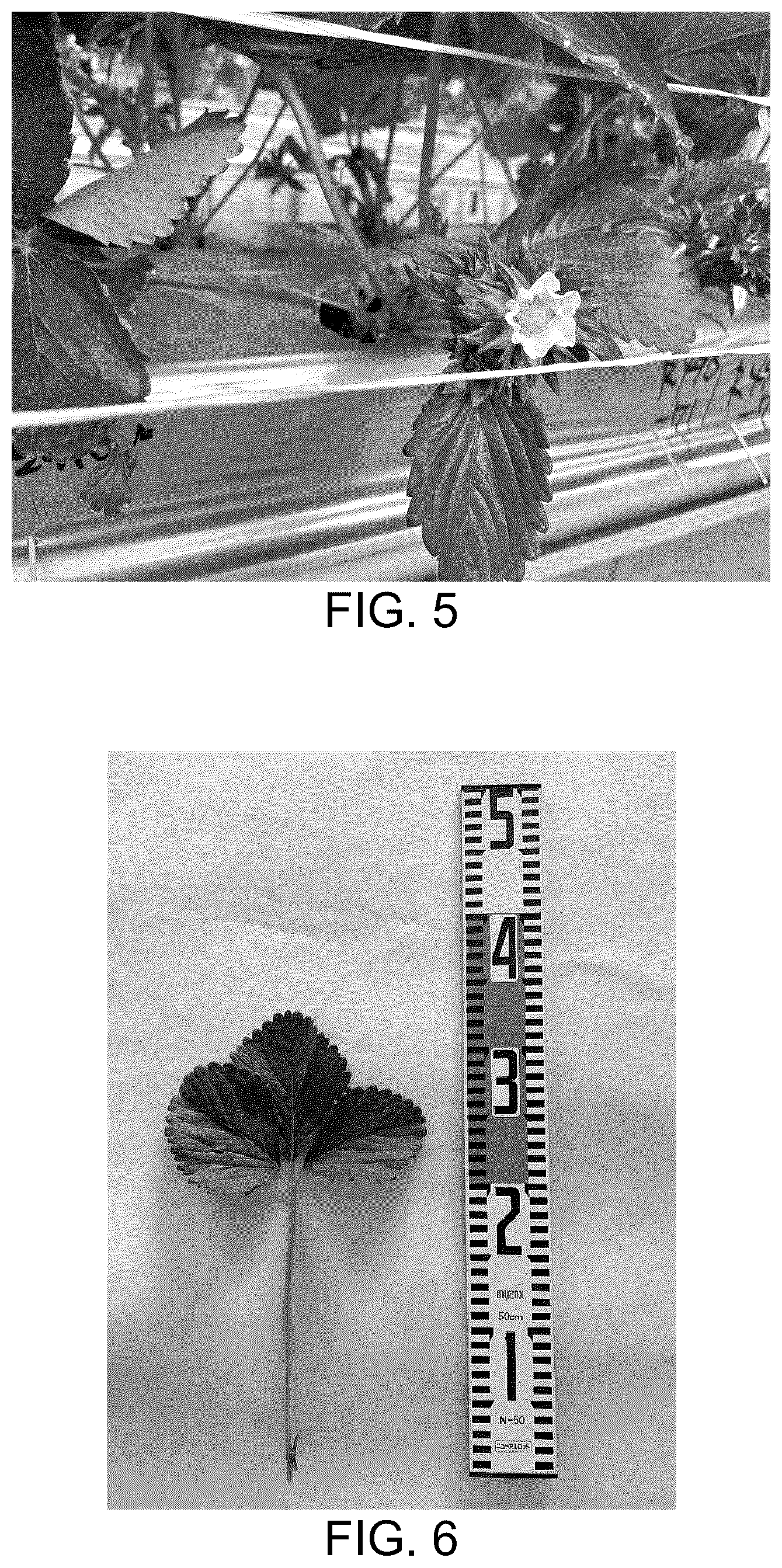 Patent USPP037037 Figure 3 – Strawberry plant named ‘HOB-R490’