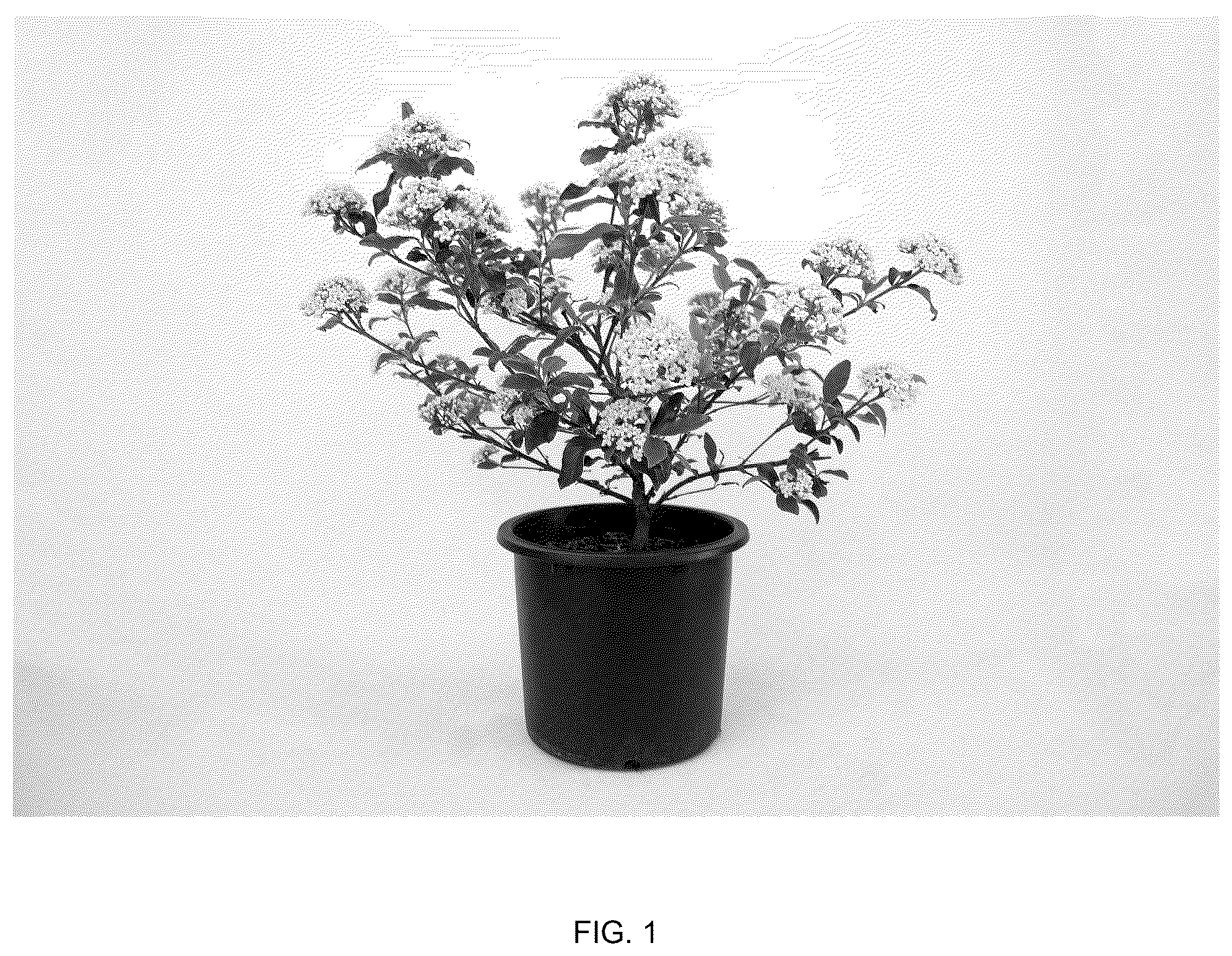 Patent USPP037038 Figure 1 – Viburnum plant named ‘Vibfryhyb’