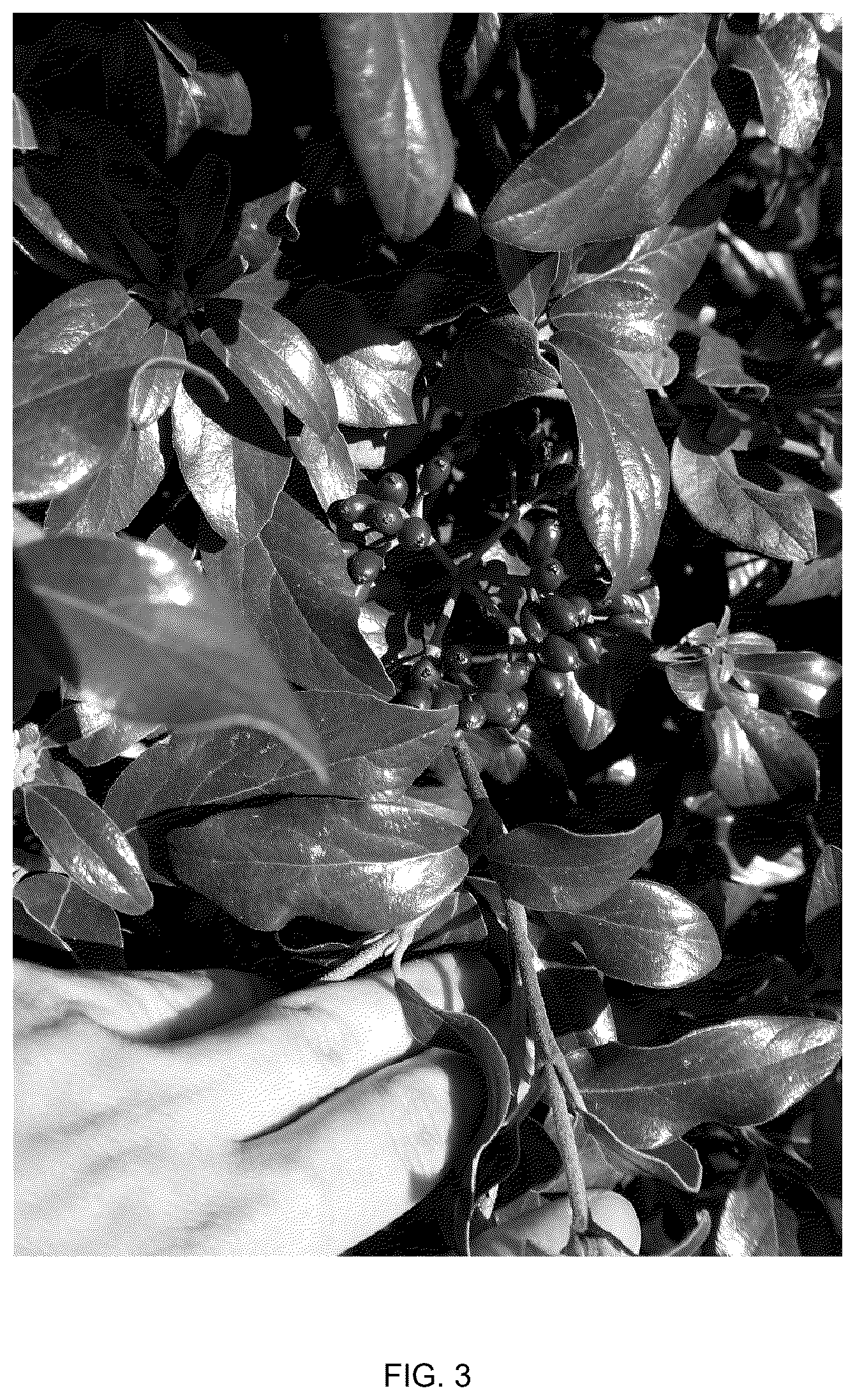 Patent USPP037038 Figure 3 – Viburnum plant named ‘Vibfryhyb’