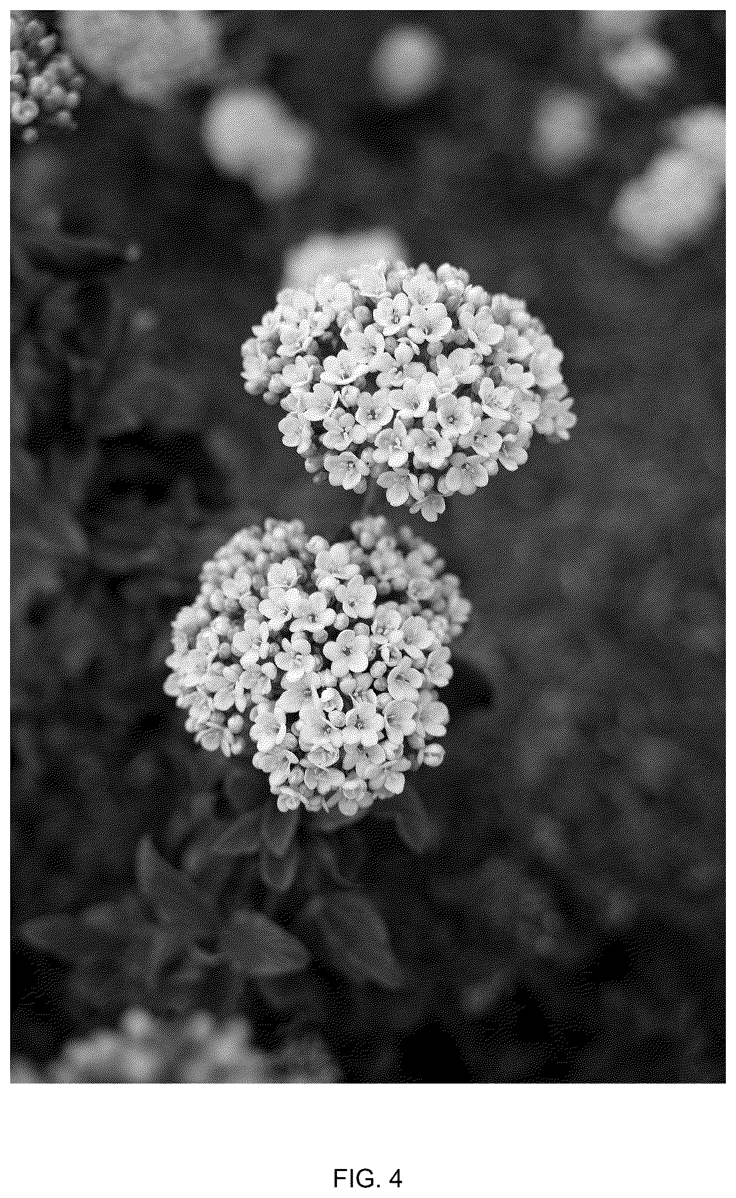 Patent USPP037038 Figure 4 – Viburnum plant named ‘Vibfryhyb’