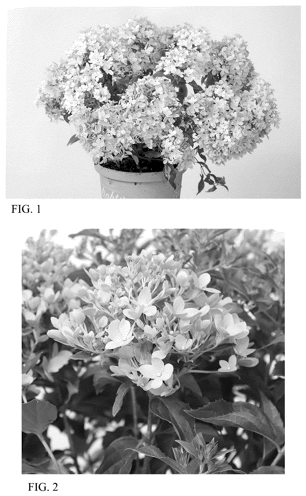 Patent USPP037039 Figure 1 – Hydrangea plant named ‘HYLV19557’