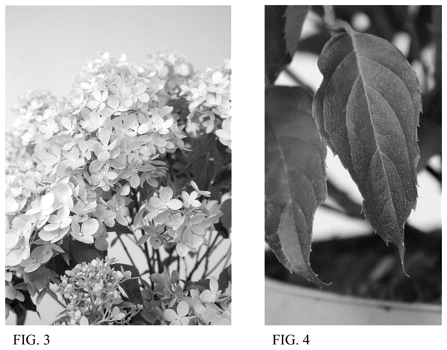 Patent USPP037039 Figure 2 – Hydrangea plant named ‘HYLV19557’