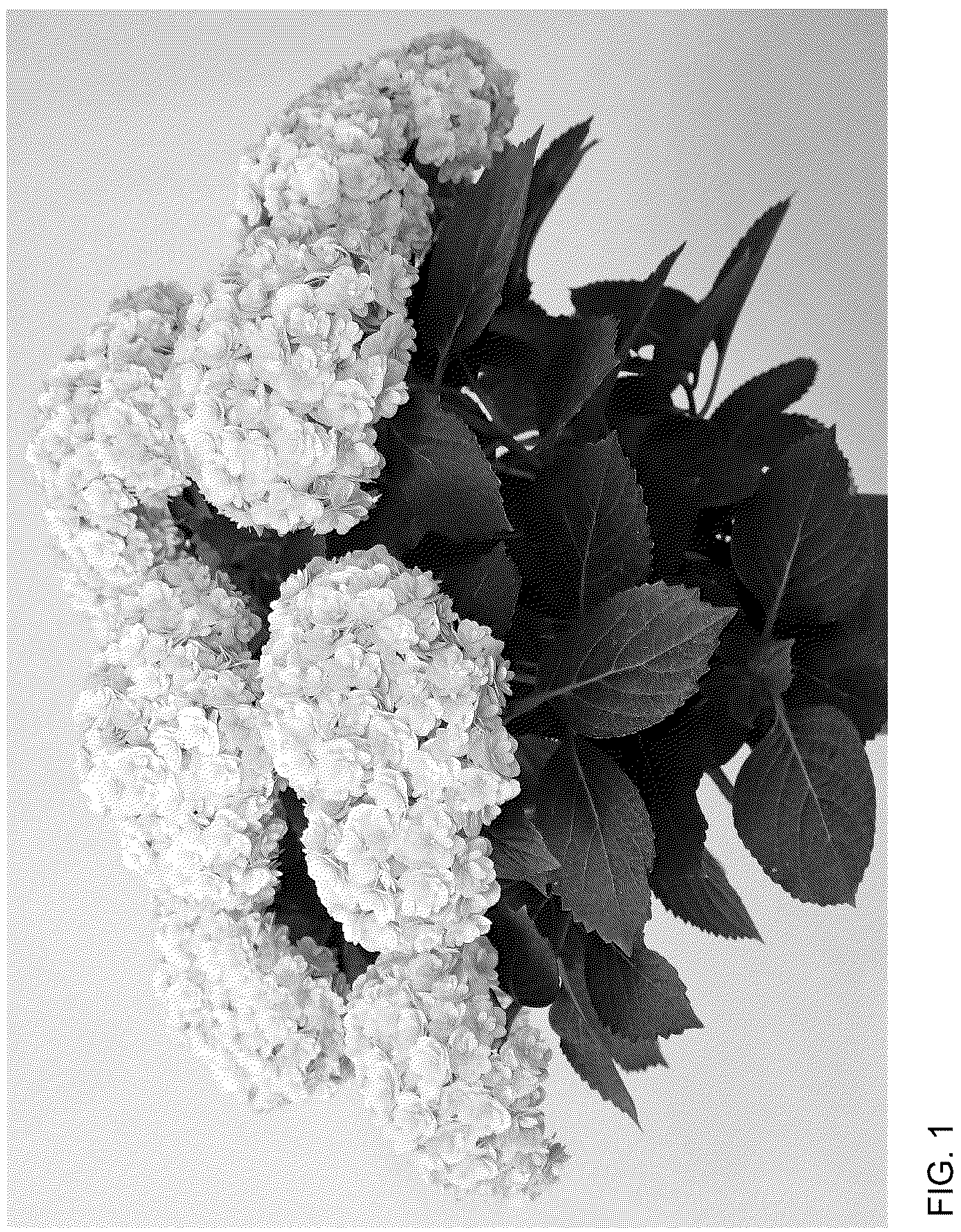 Patent USPP037040 Figure 1 – Hydrangea plant named ‘HORE9103’