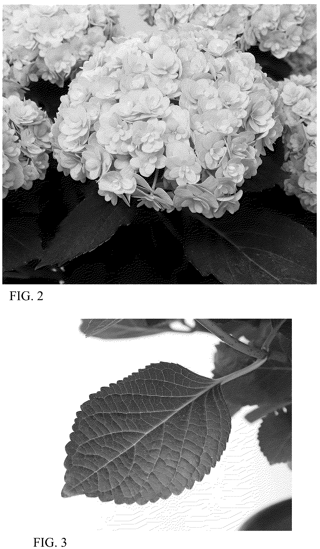 Patent USPP037040 Figure 2 – Hydrangea plant named ‘HORE9103’