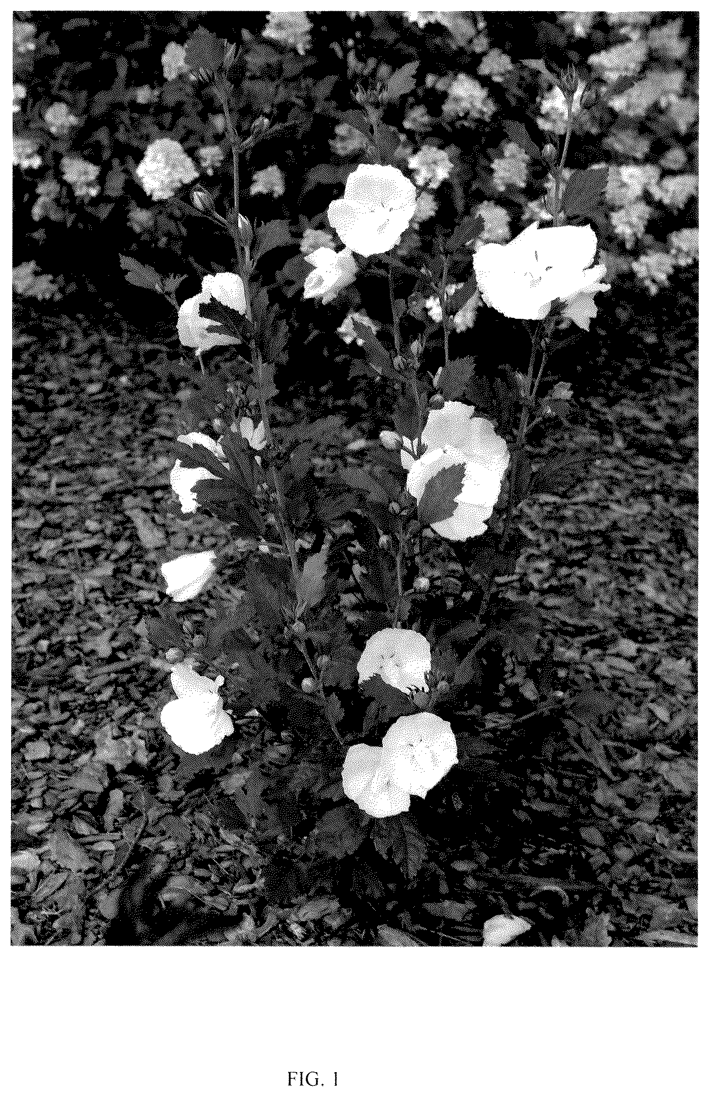 Patent USPP037041 Figure 1 – Hibiscus plant named ‘RWOODS7’