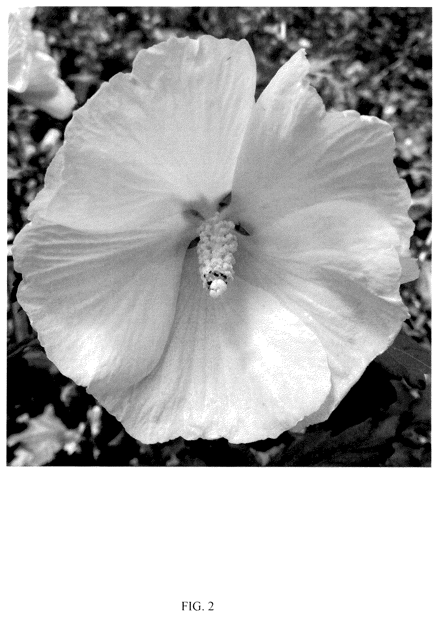 Patent USPP037041 Figure 2 – Hibiscus plant named ‘RWOODS7’