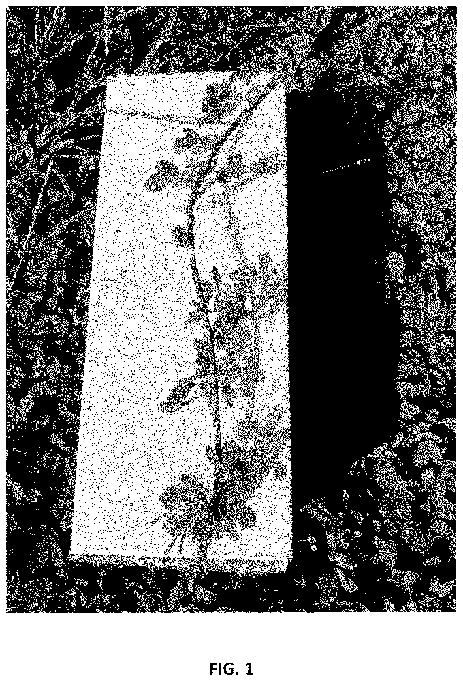 Patent USPP037042 Figure 1 – Perennial peanut plant named ‘Murphy's Pintoi’