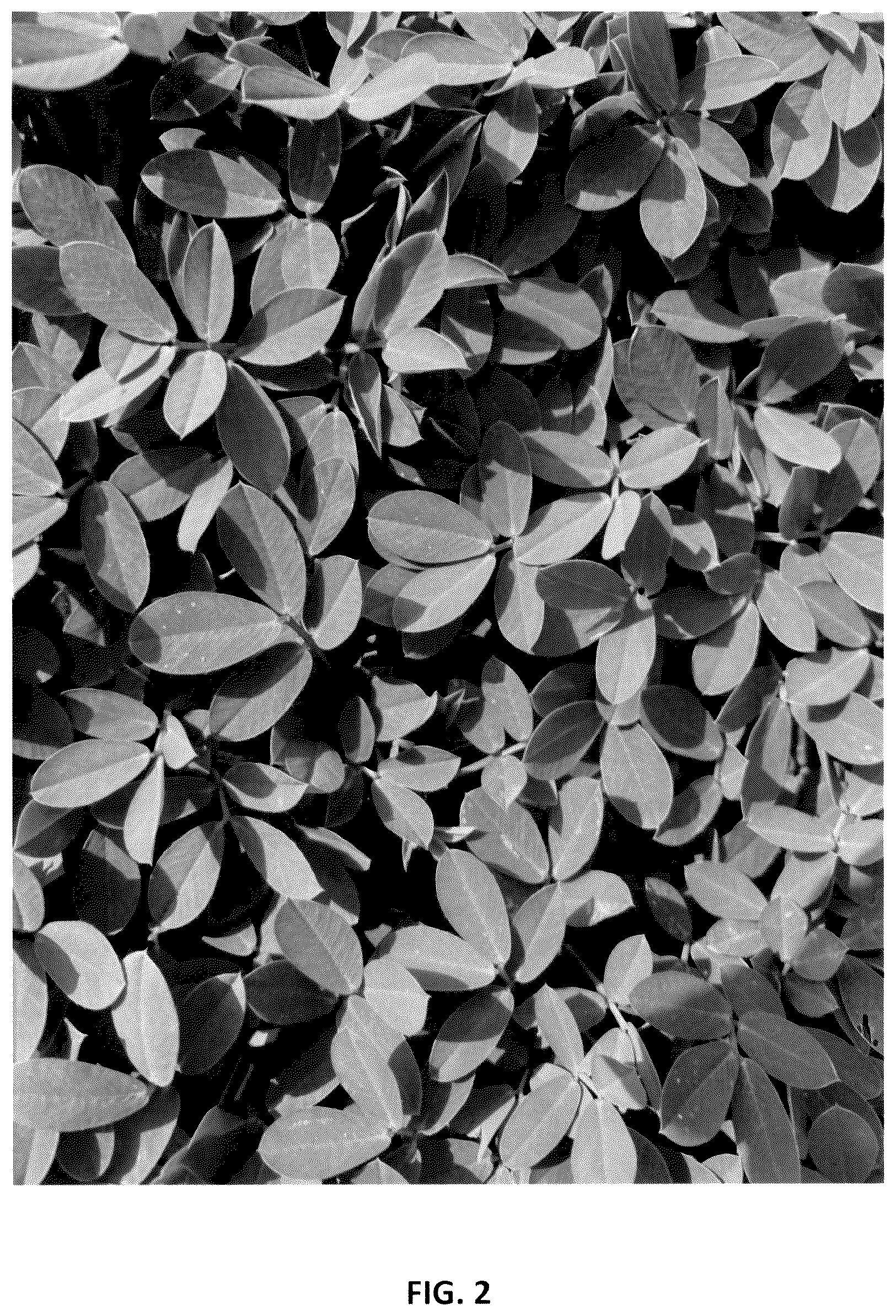 Patent USPP037042 Figure 2 – Perennial peanut plant named ‘Murphy's Pintoi’