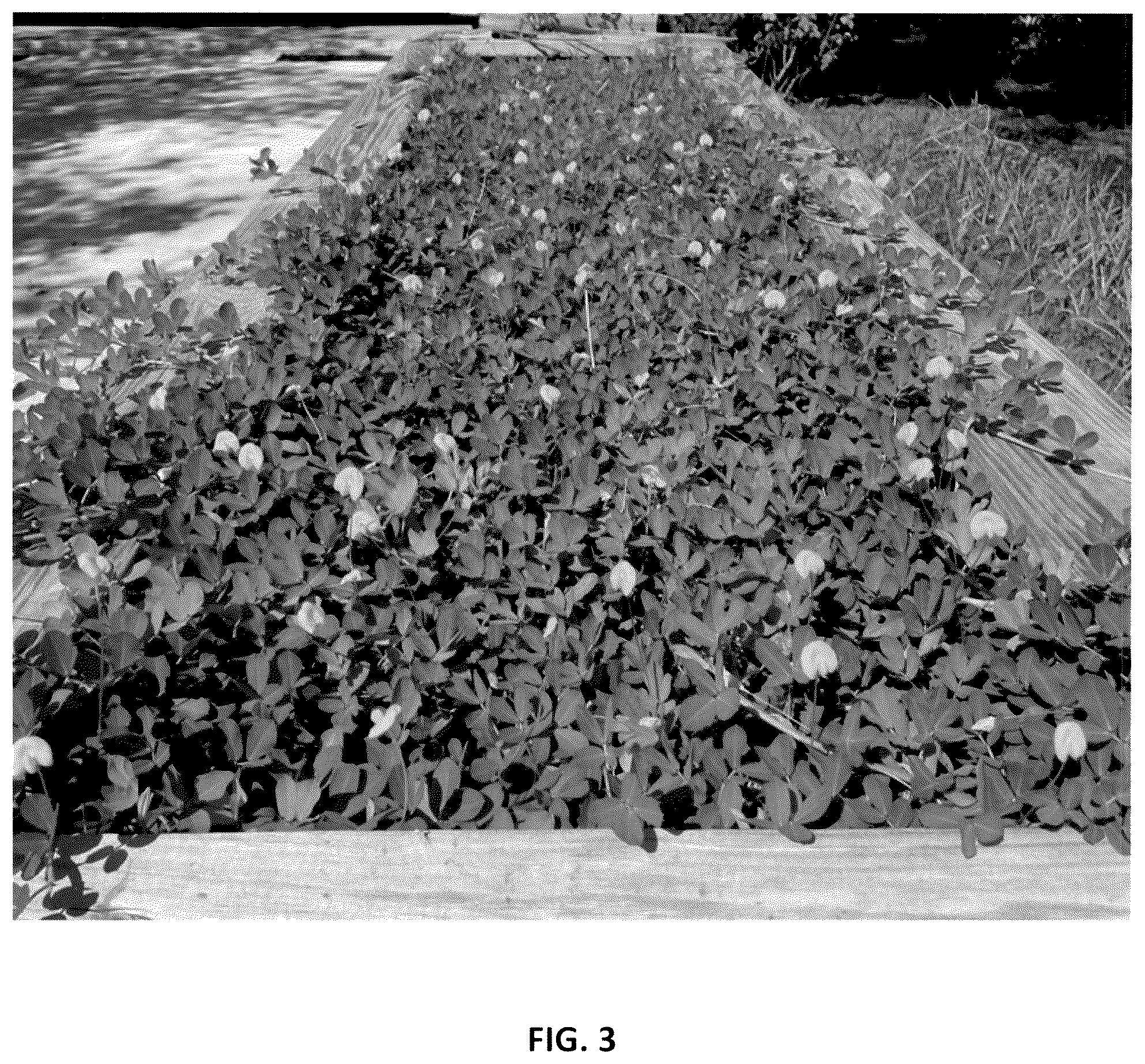 Patent USPP037042 Figure 3 – Perennial peanut plant named ‘Murphy's Pintoi’