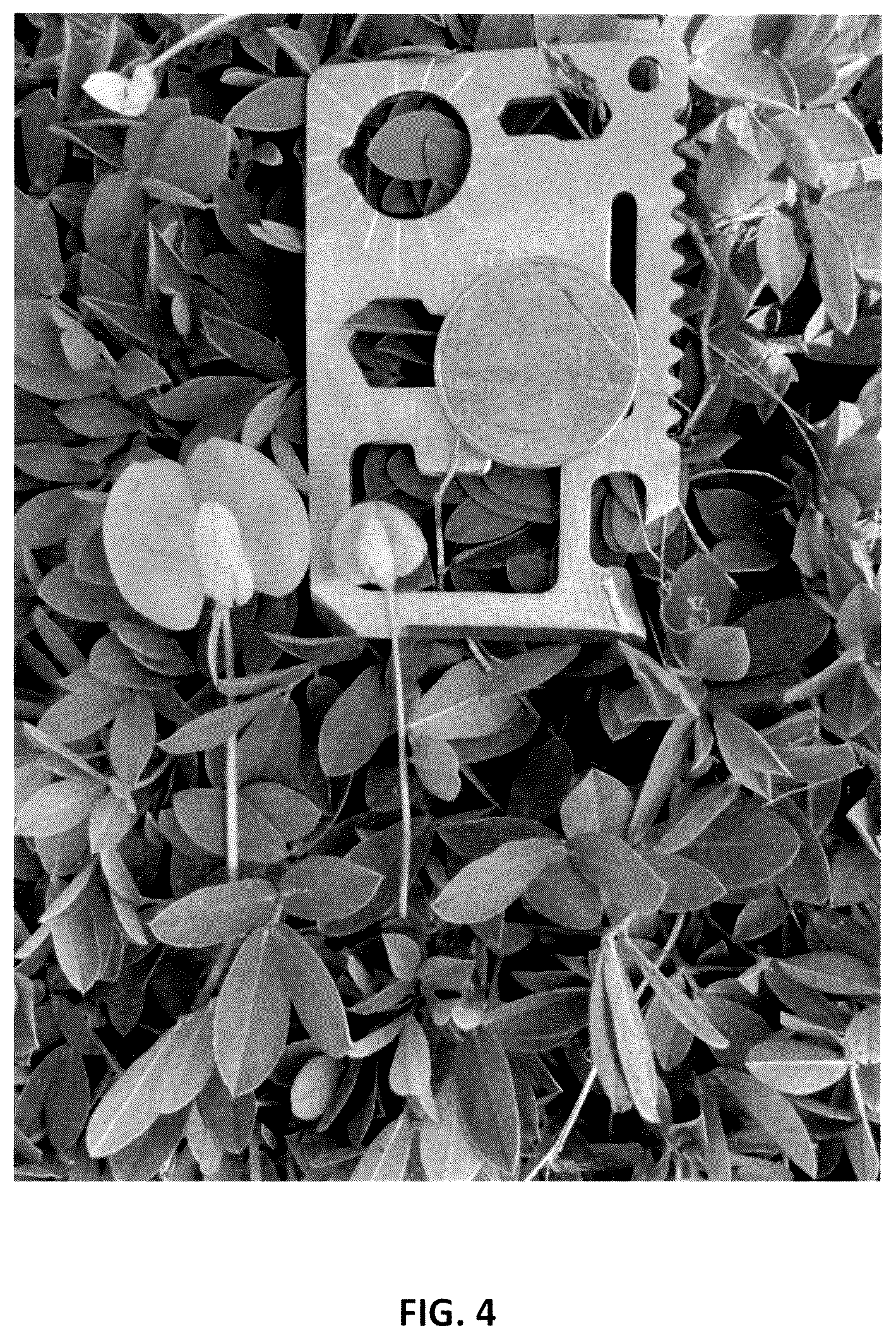 Patent USPP037042 Figure 4 – Perennial peanut plant named ‘Murphy's Pintoi’