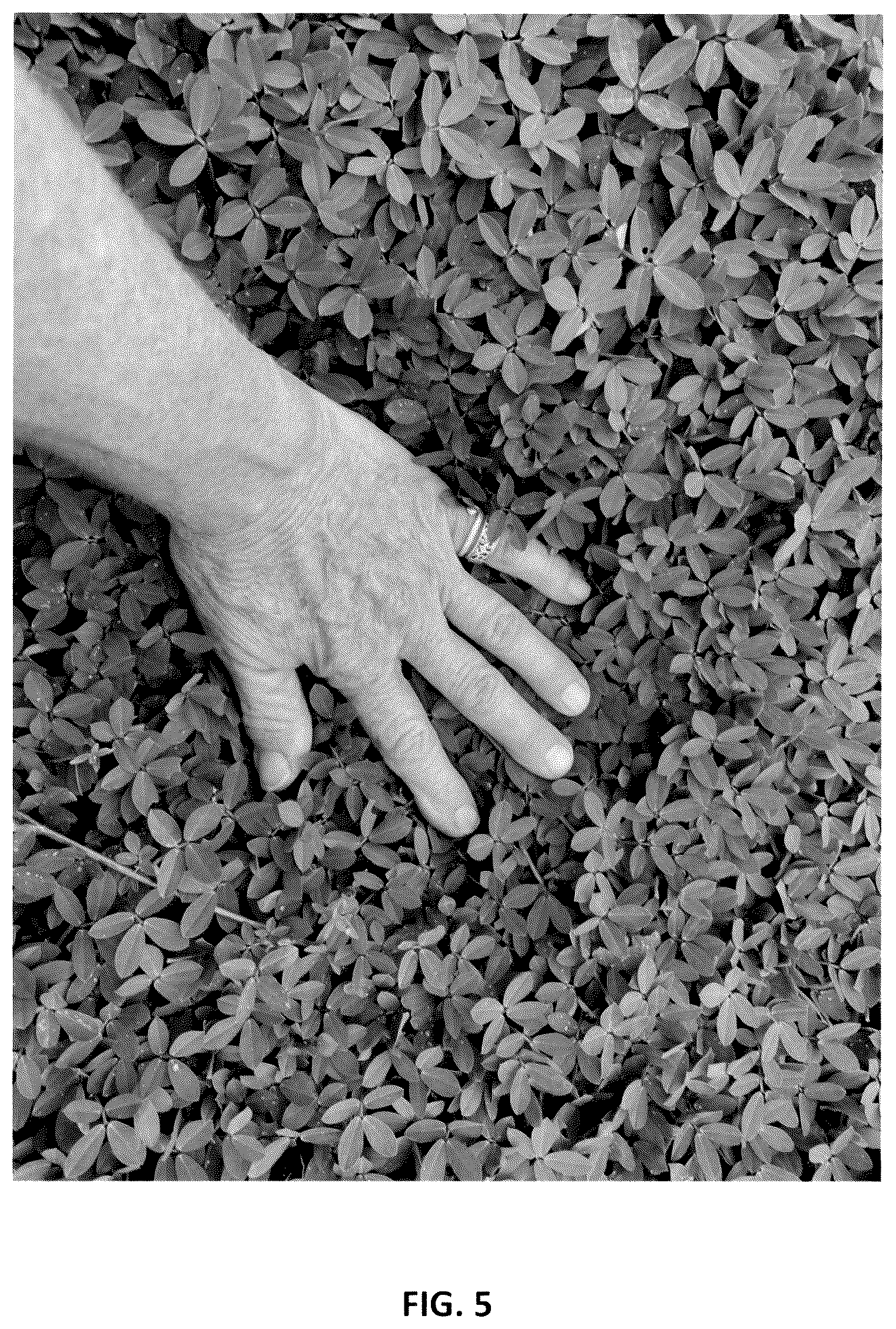 Patent USPP037042 Figure 5 – Perennial peanut plant named ‘Murphy's Pintoi’