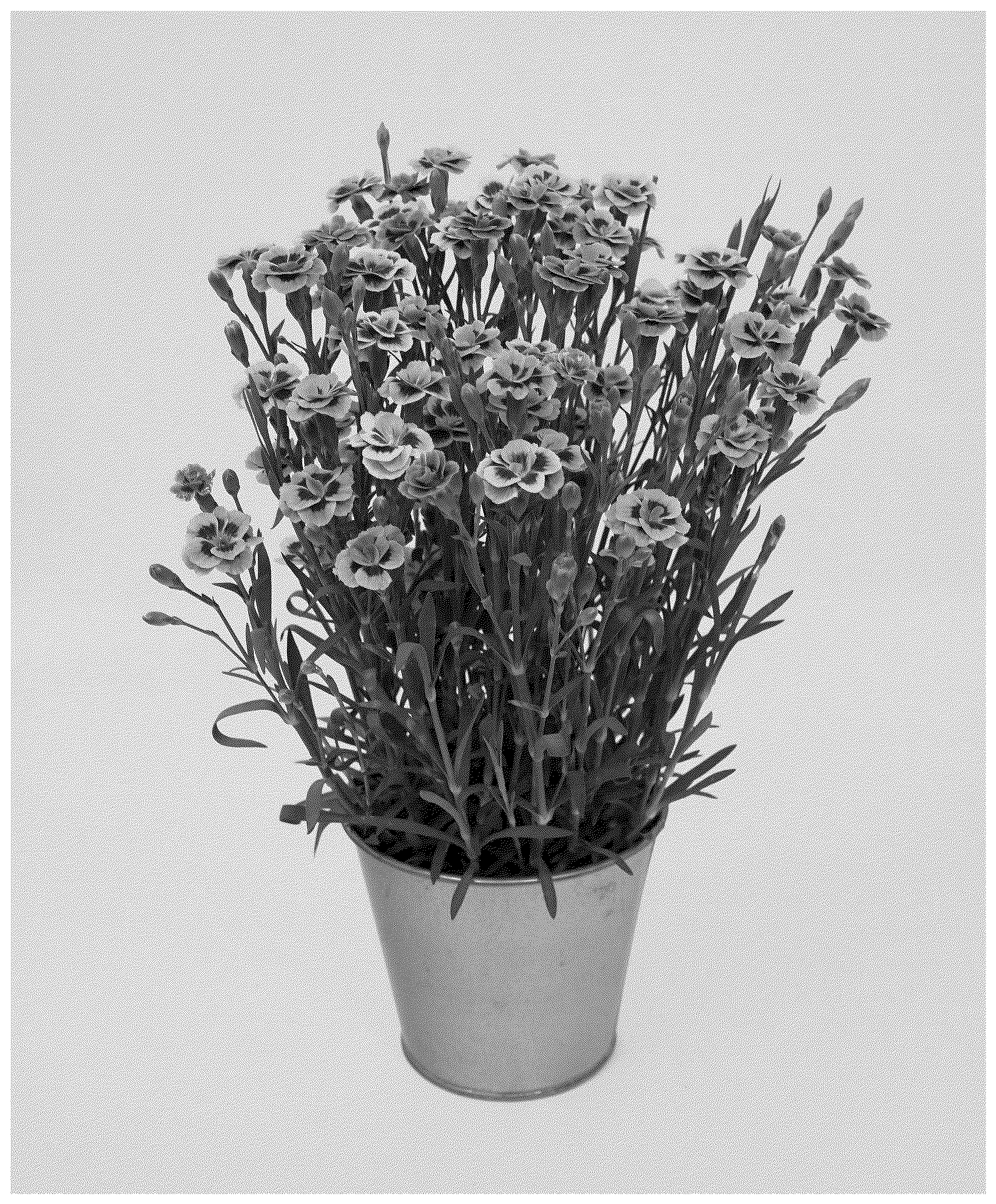 Patent USPP037043 Figure 1 – Dianthus plant named ‘KLEDG24627’