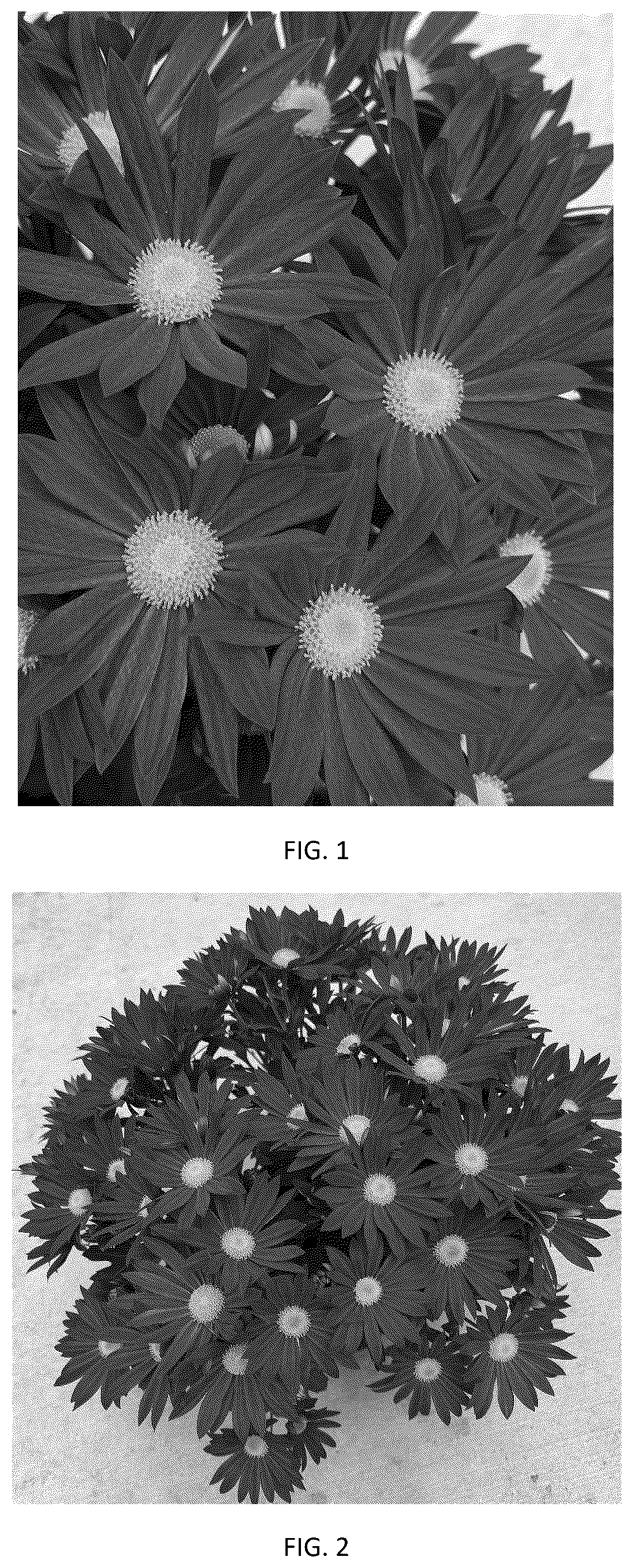 Patent USPP037044 Figure 1 – Chrysanthemum plant named ‘CIDZ0122’