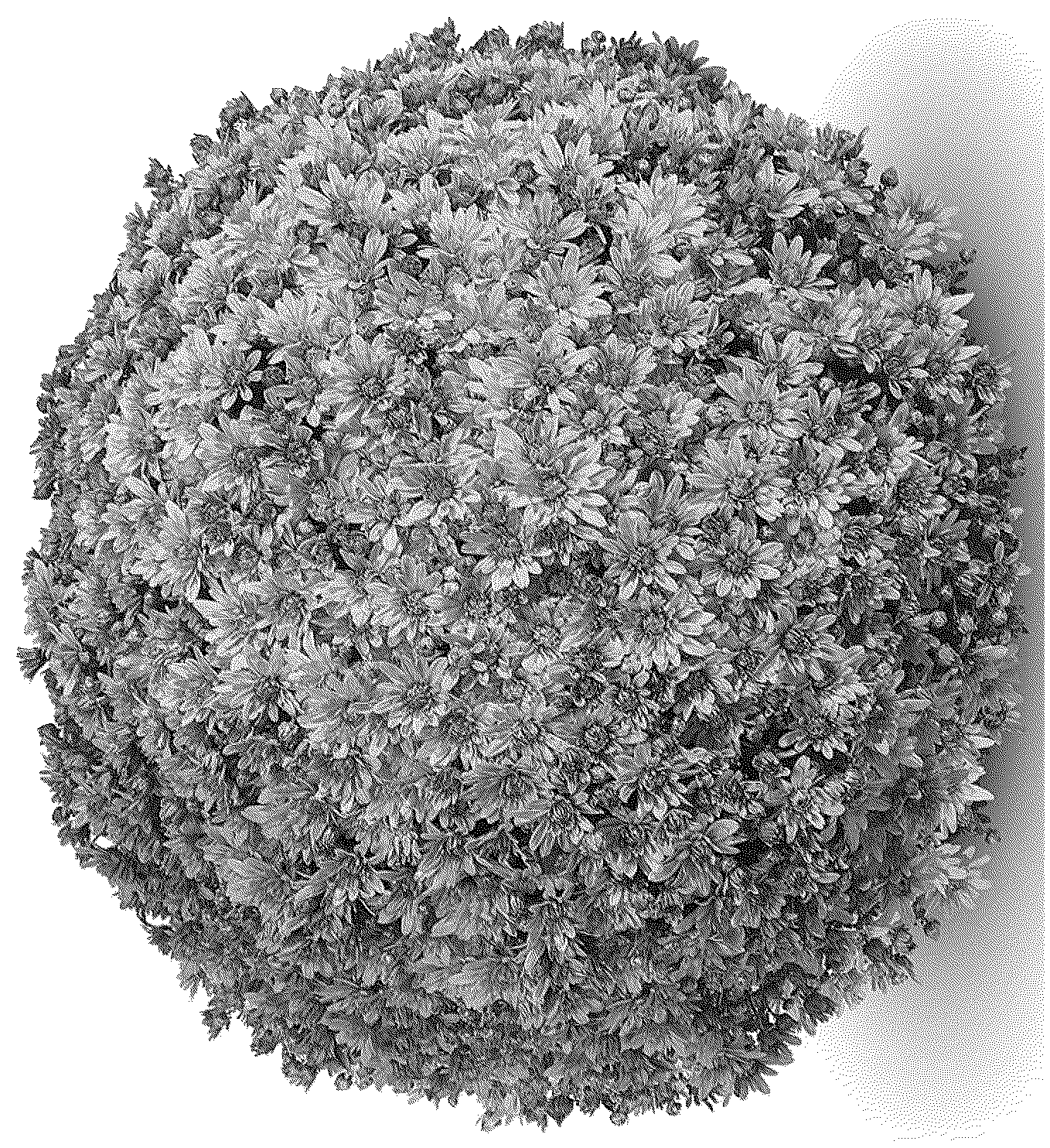 Patent USPP037045 Figure 1 – Chrysanthemum plant named ‘G24MAG16GD’