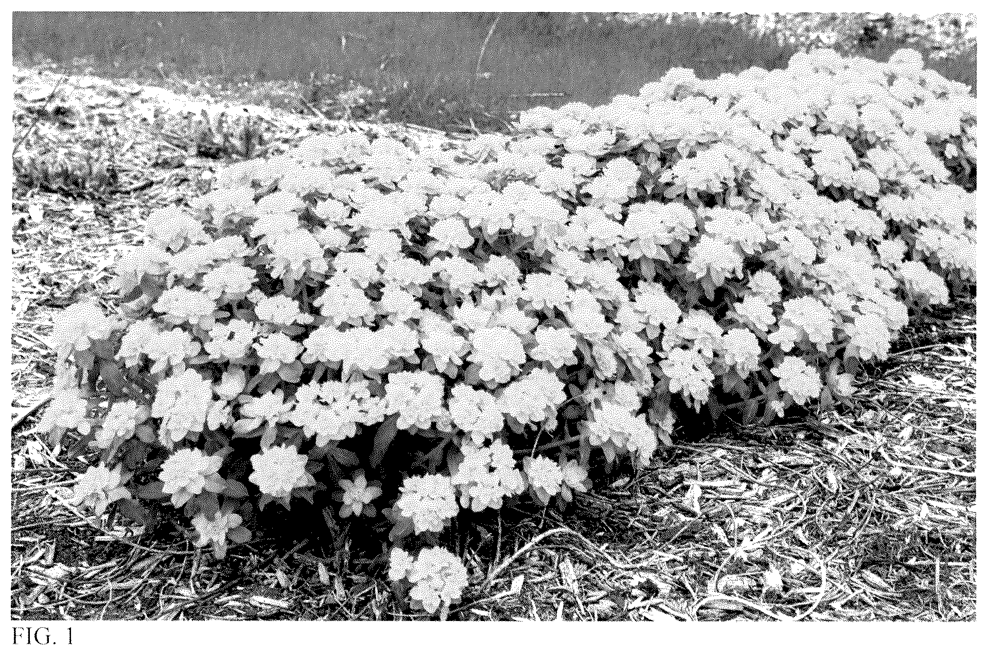 Patent USPP037046 Figure 1 – Euphorbia plant named ‘Urge to Splurge’