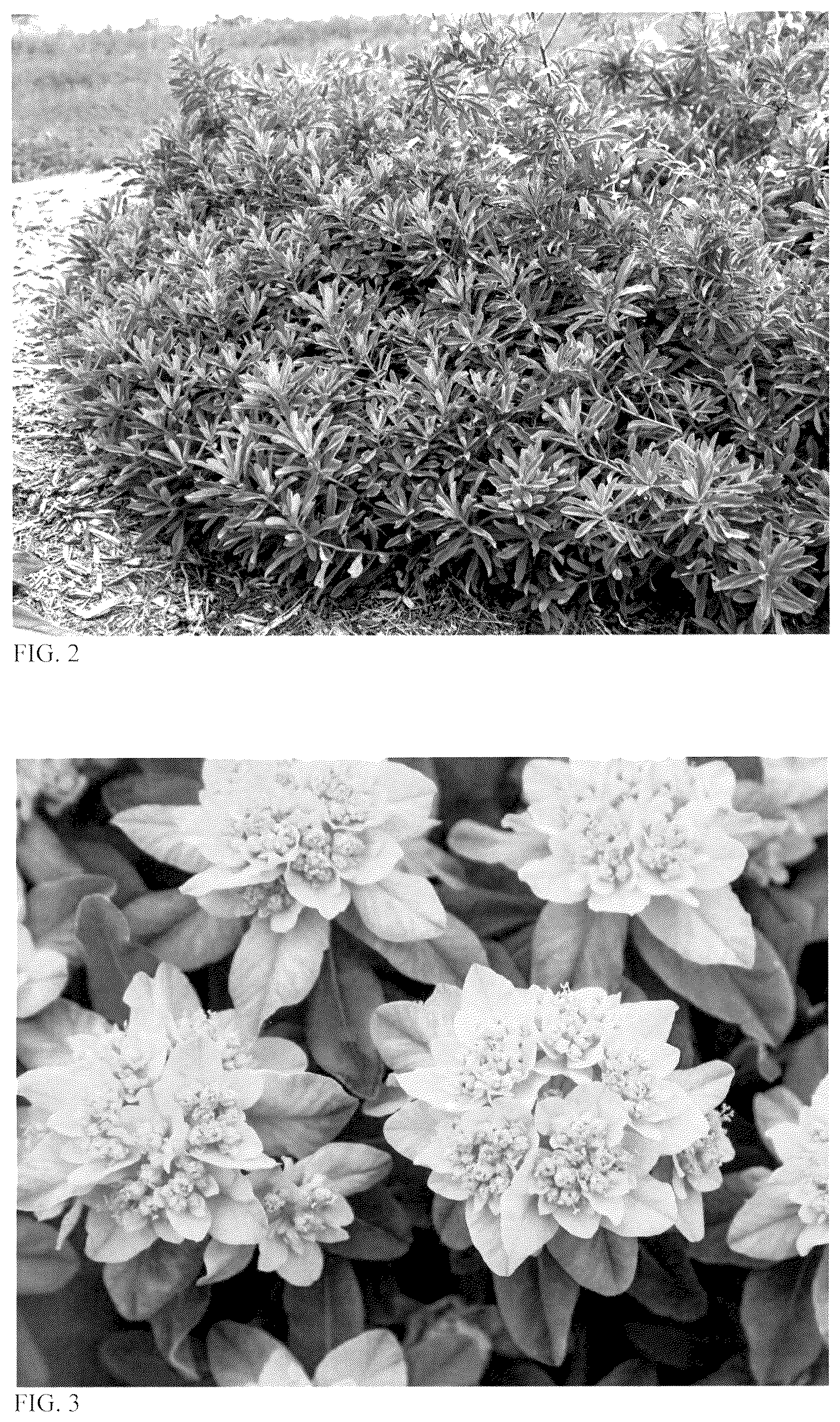 Patent USPP037046 Figure 2 – Euphorbia plant named ‘Urge to Splurge’