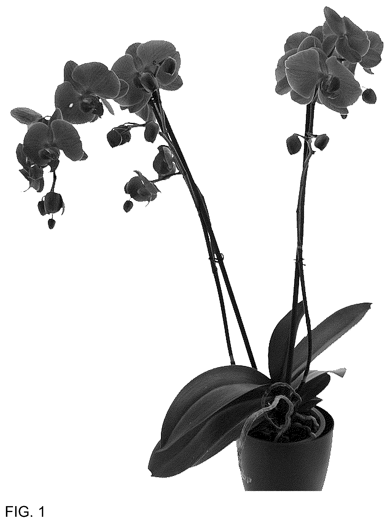 Patent USPP037047 Figure 1 – Phalaenopsis plant named ‘PHA248938’