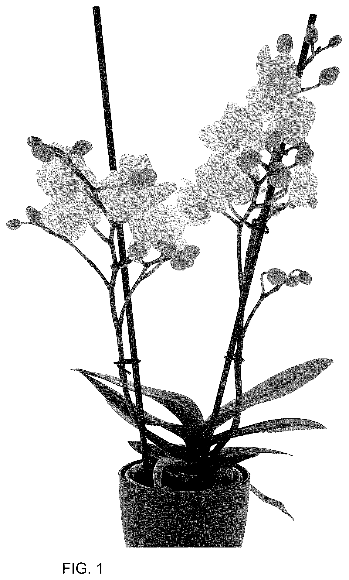 Patent USPP037048 Figure 1 – Phalaenopsis plant named ‘PHA663401’