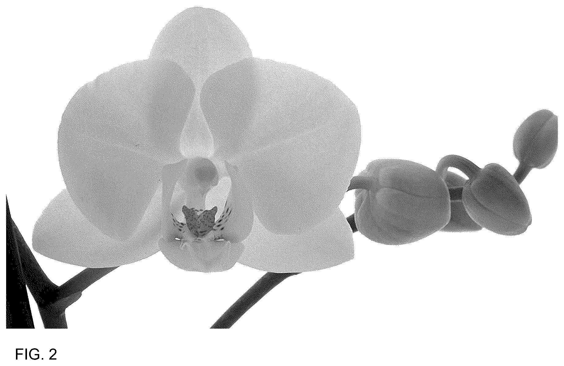 Patent USPP037048 Figure 2 – Phalaenopsis plant named ‘PHA663401’