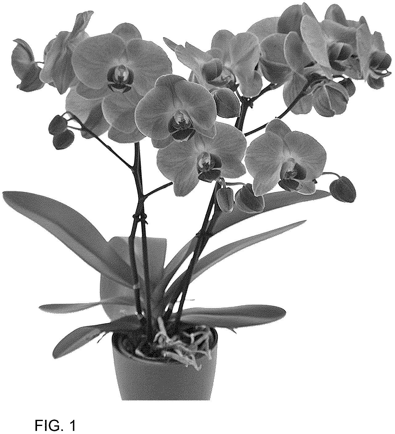 Patent USPP037049 Figure 1 – Phalaenopsis plant named ‘PHA895502’