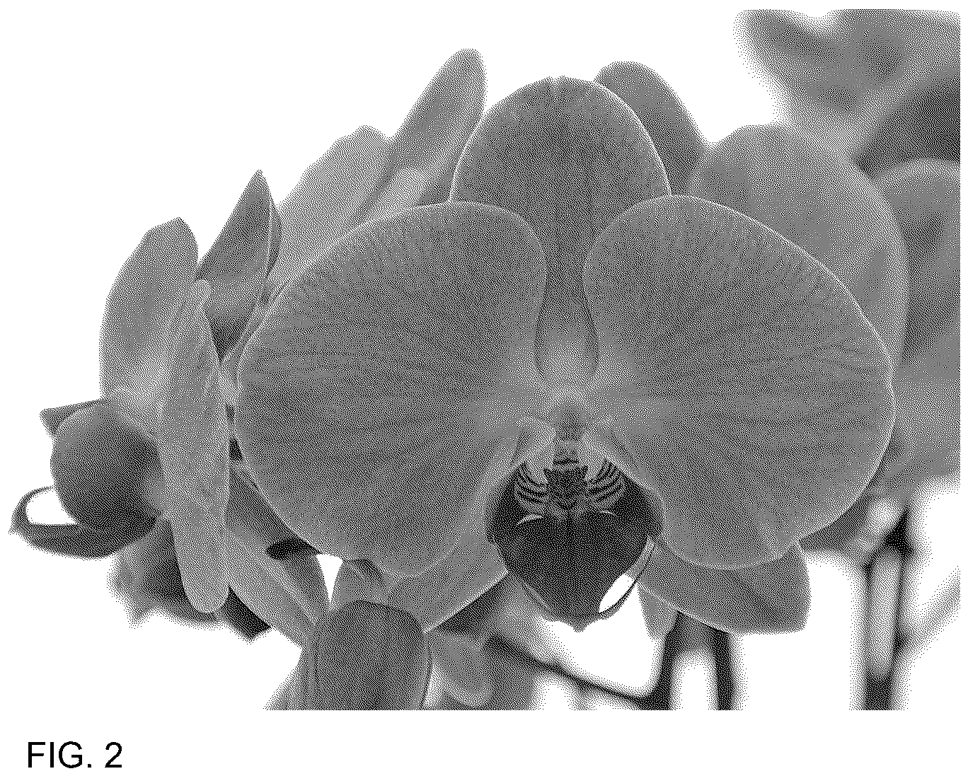 Patent USPP037049 Figure 2 – Phalaenopsis plant named ‘PHA895502’