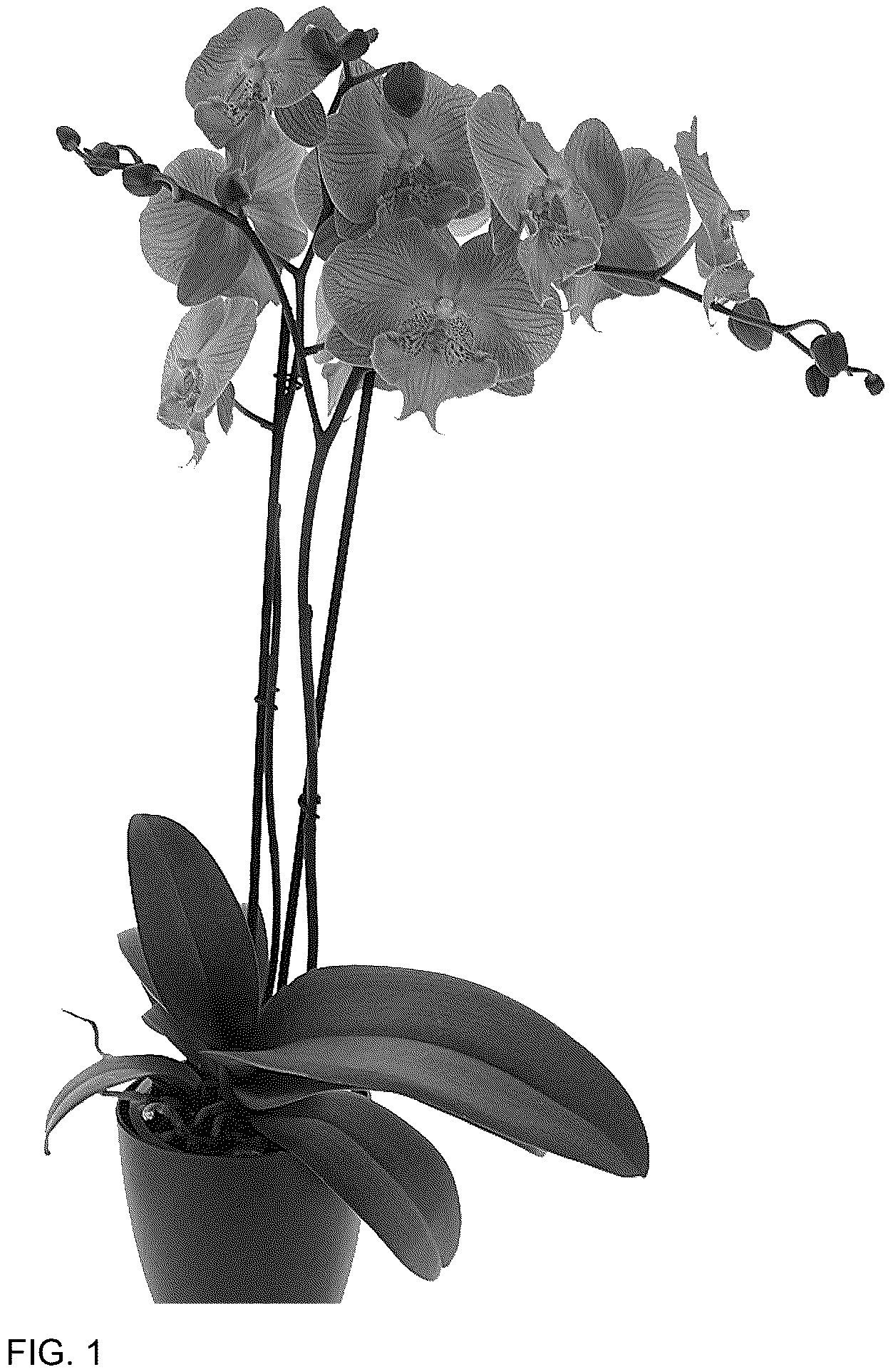 Patent USPP037050 Figure 1 – Phalaenopsis plant named ‘Keynote’