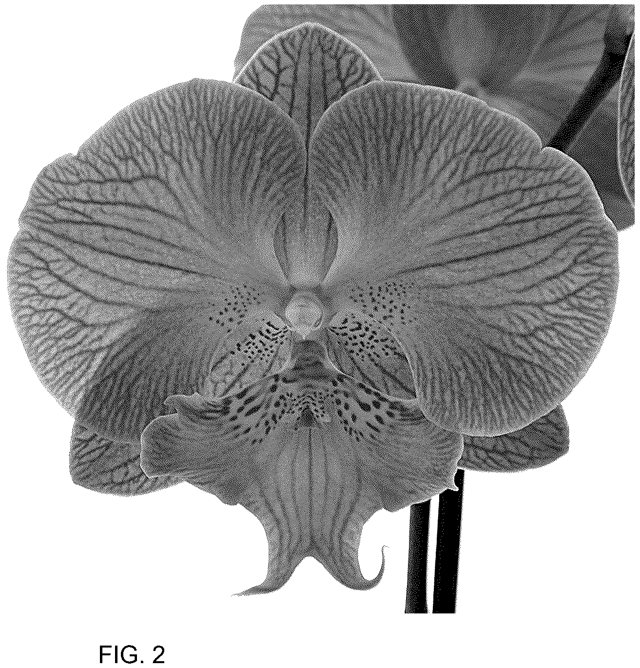 Patent USPP037050 Figure 2 – Phalaenopsis plant named ‘Keynote’