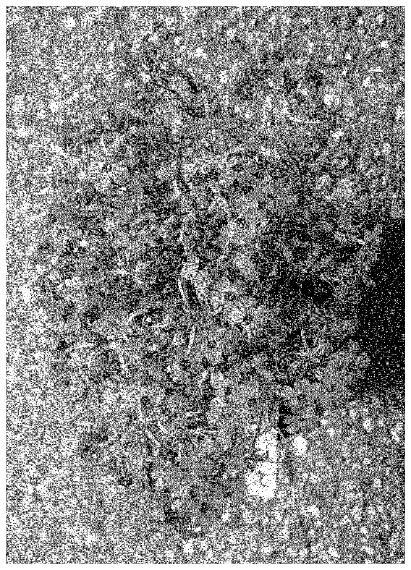 Patent USPP037051 — Phlox plant named ‘Dophlodalepi’ — Figure 1