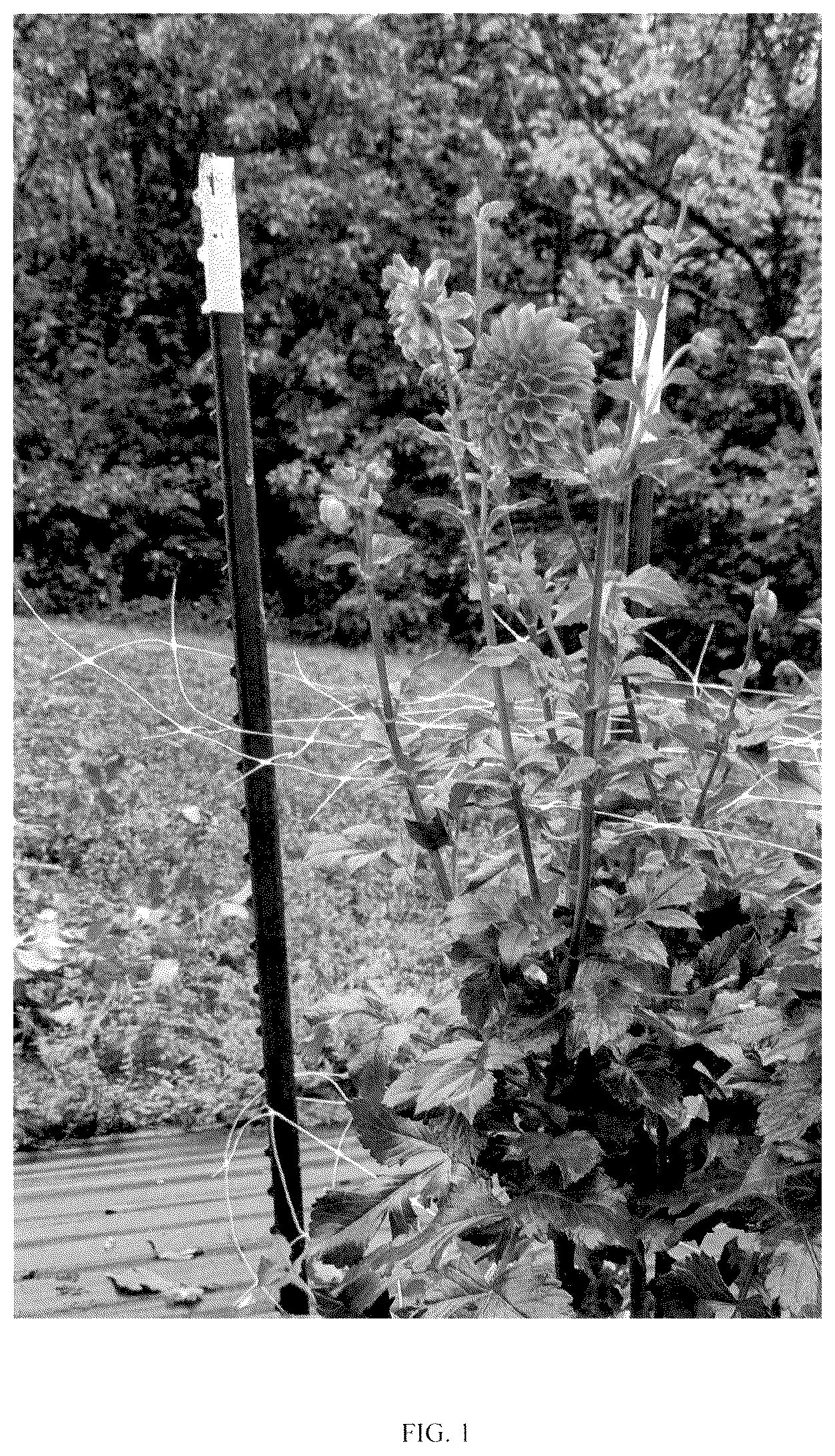Patent USPP037052 Figure 1 – Dahlia plant named ‘LeeAnn's BA67C’