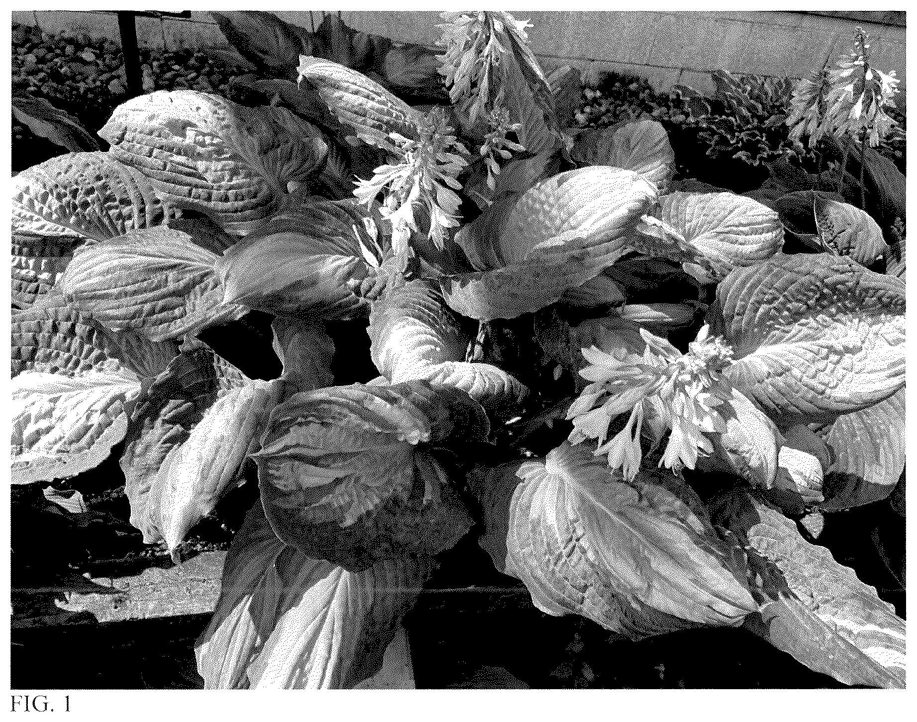 Patent USPP037053 Figure 1 – Hosta plant named ‘Awakening Spirit’