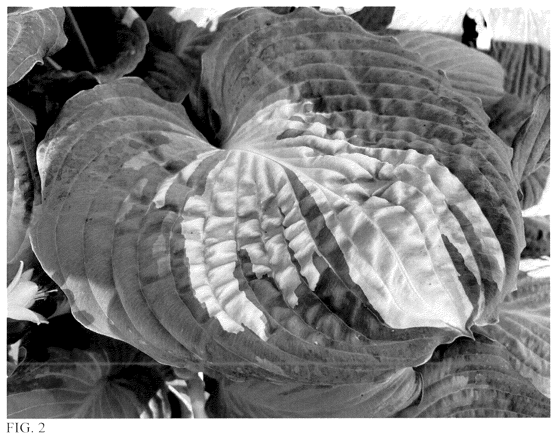 Patent USPP037053 Figure 2 – Hosta plant named ‘Awakening Spirit’